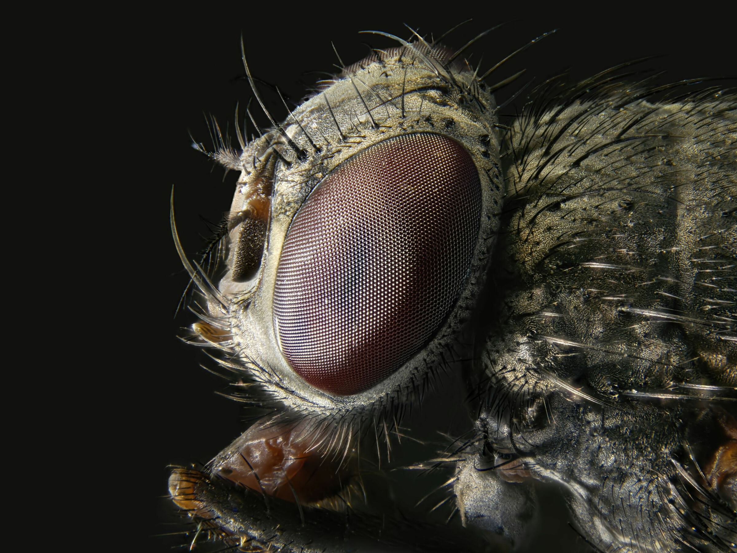 Musca domestica 5