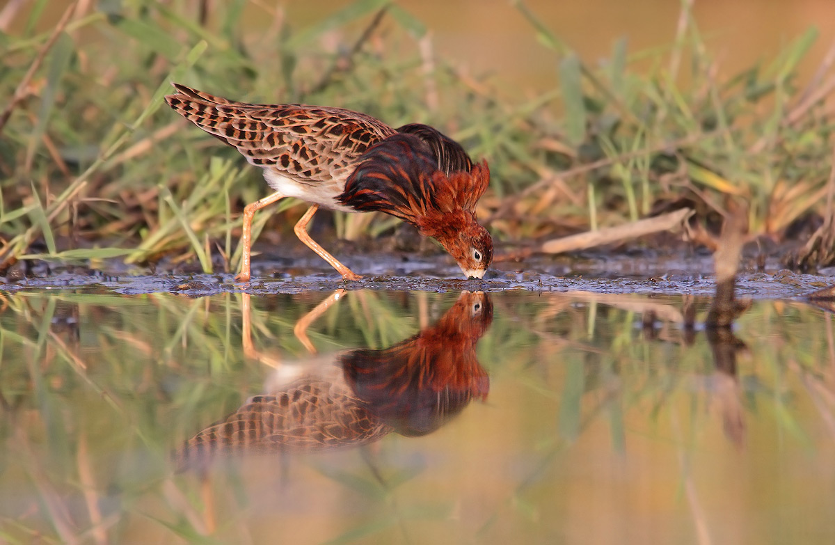 combattente in abito