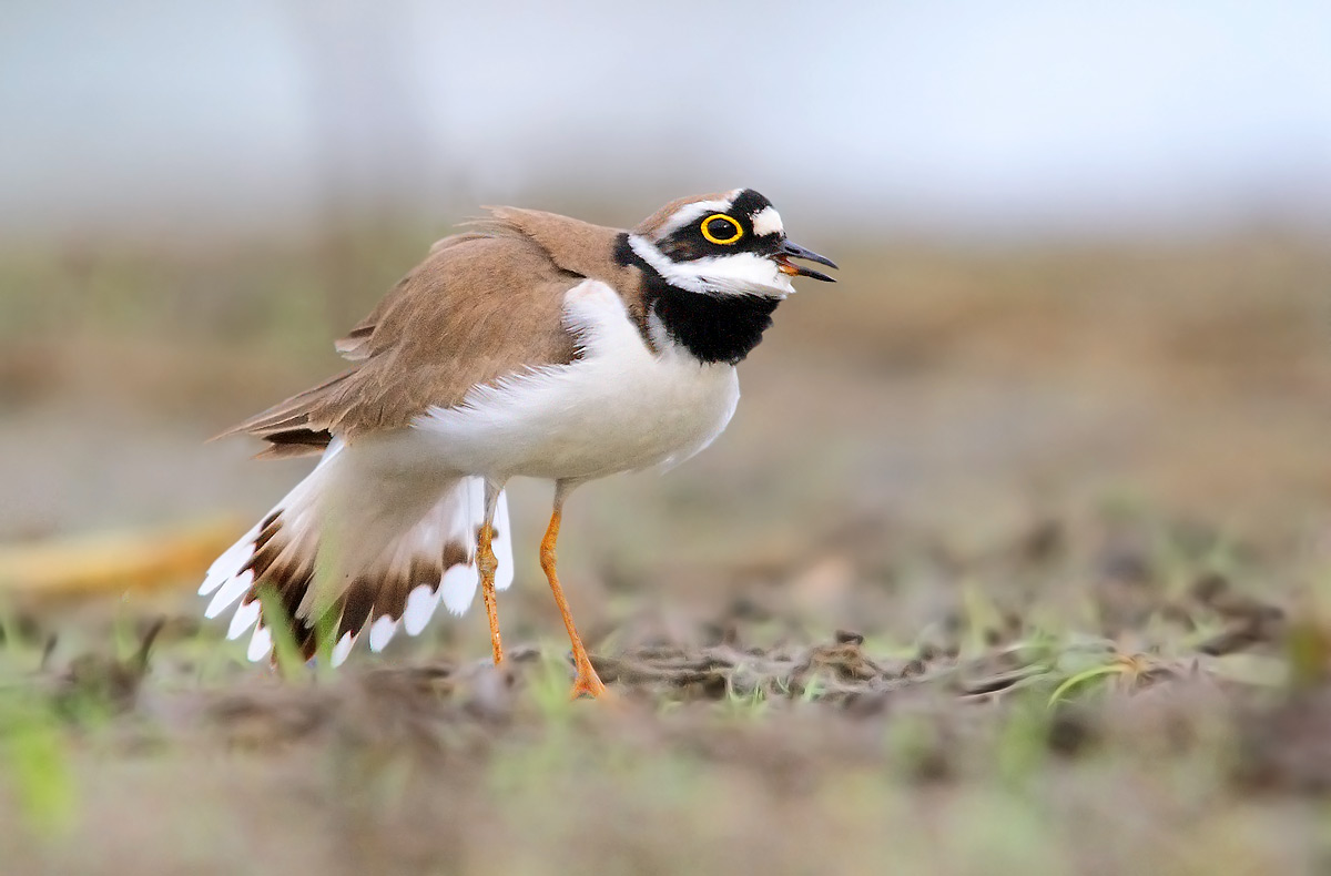 little ringed plover