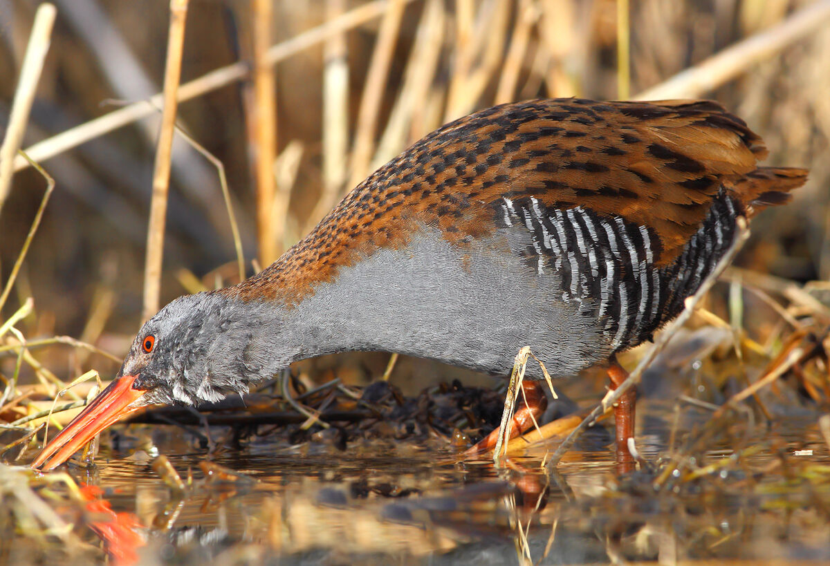 Water Rail