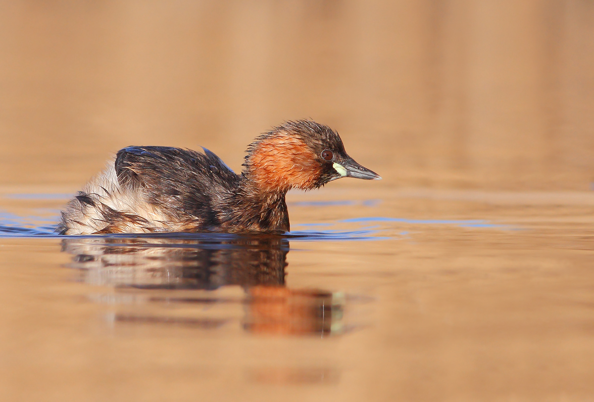 Little Grebe