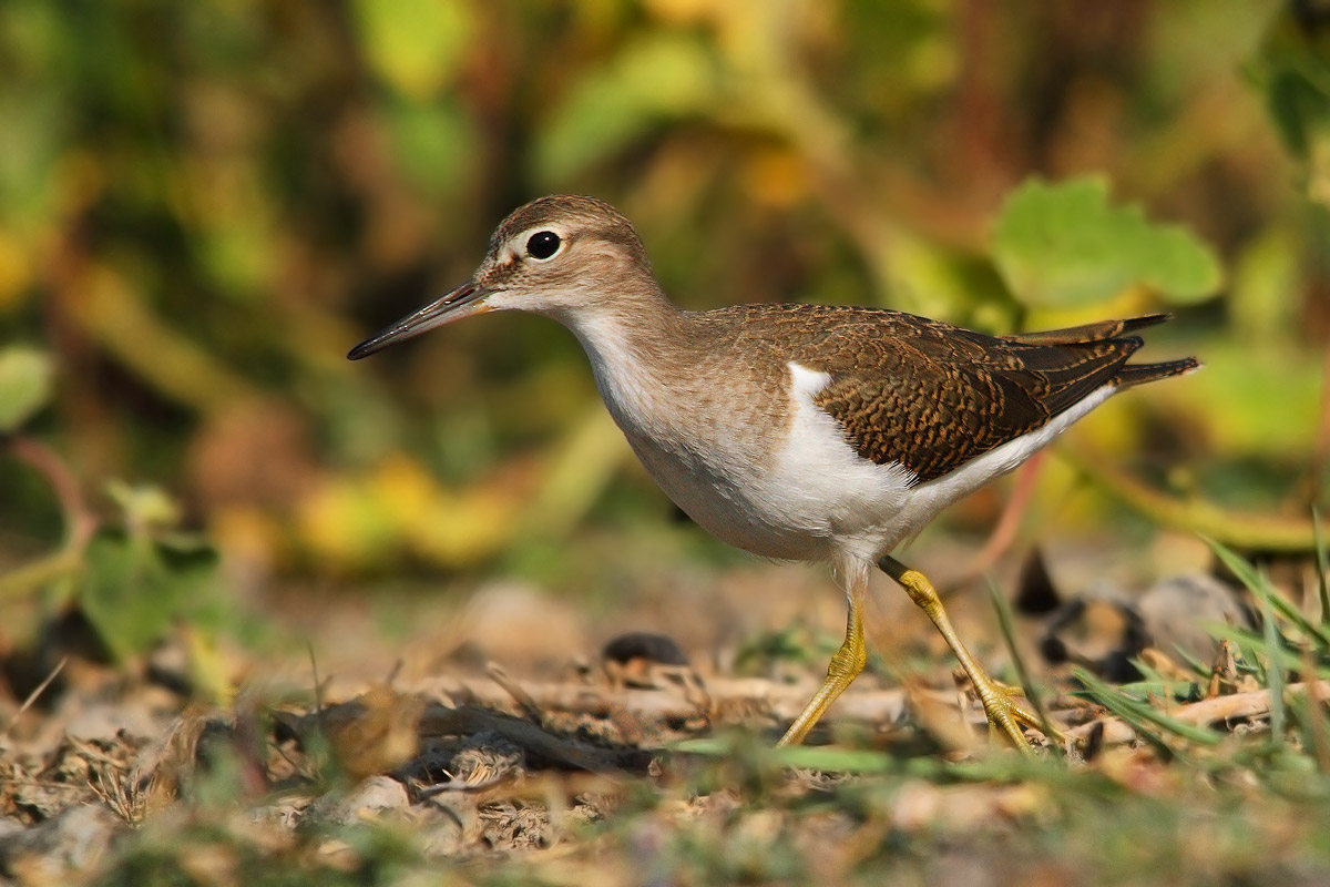 Sandpiper