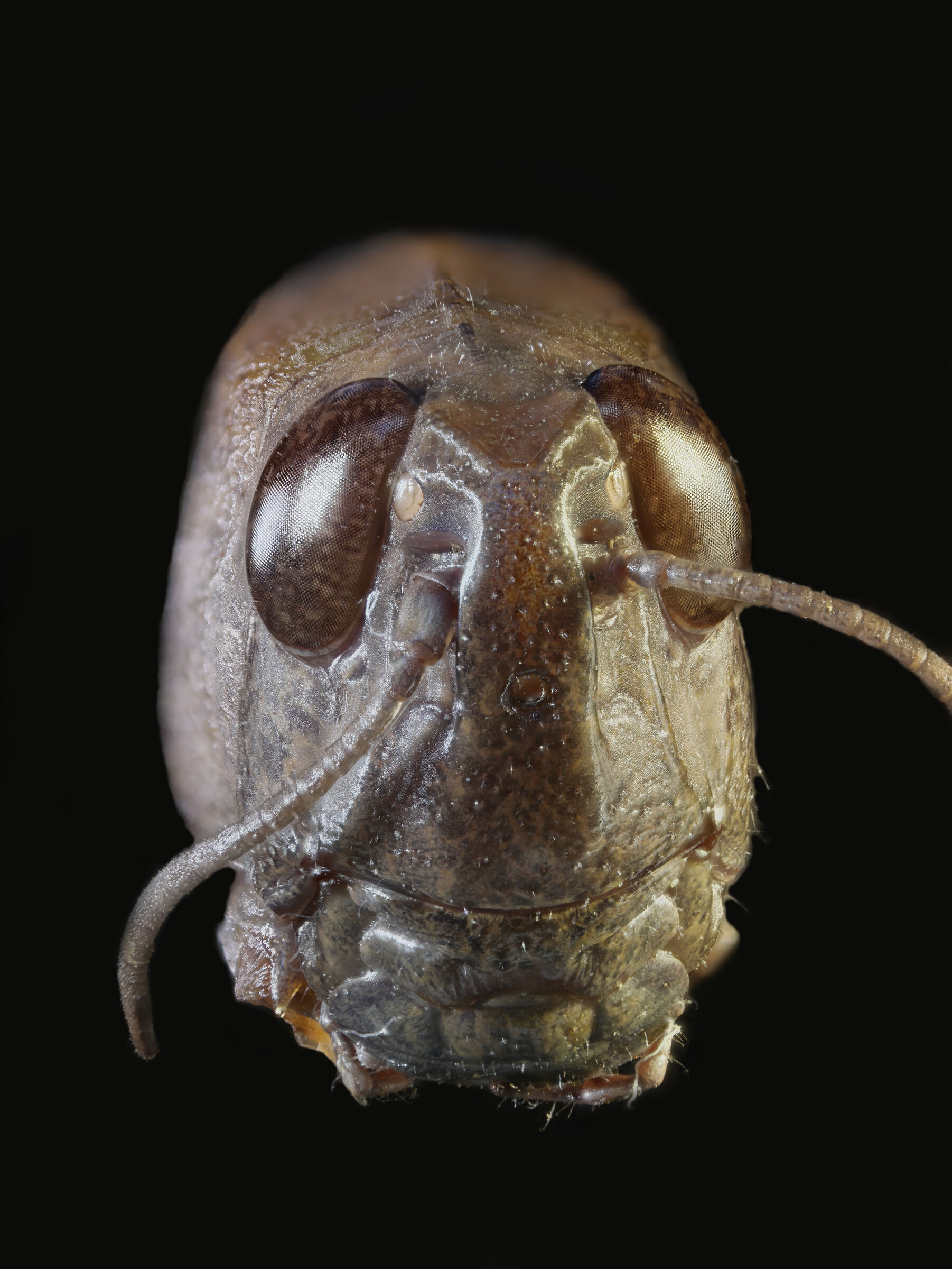 Orthoptera > Acrididae > Aiolopus sp.