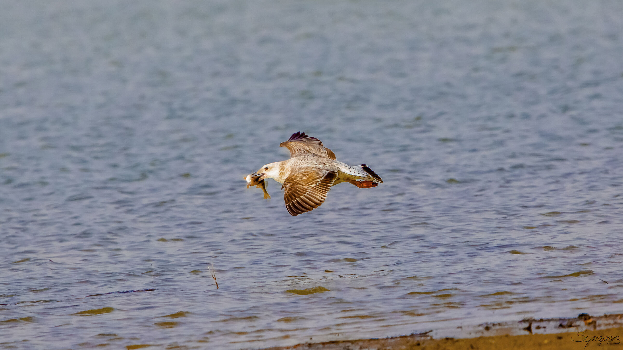 Gull with fish