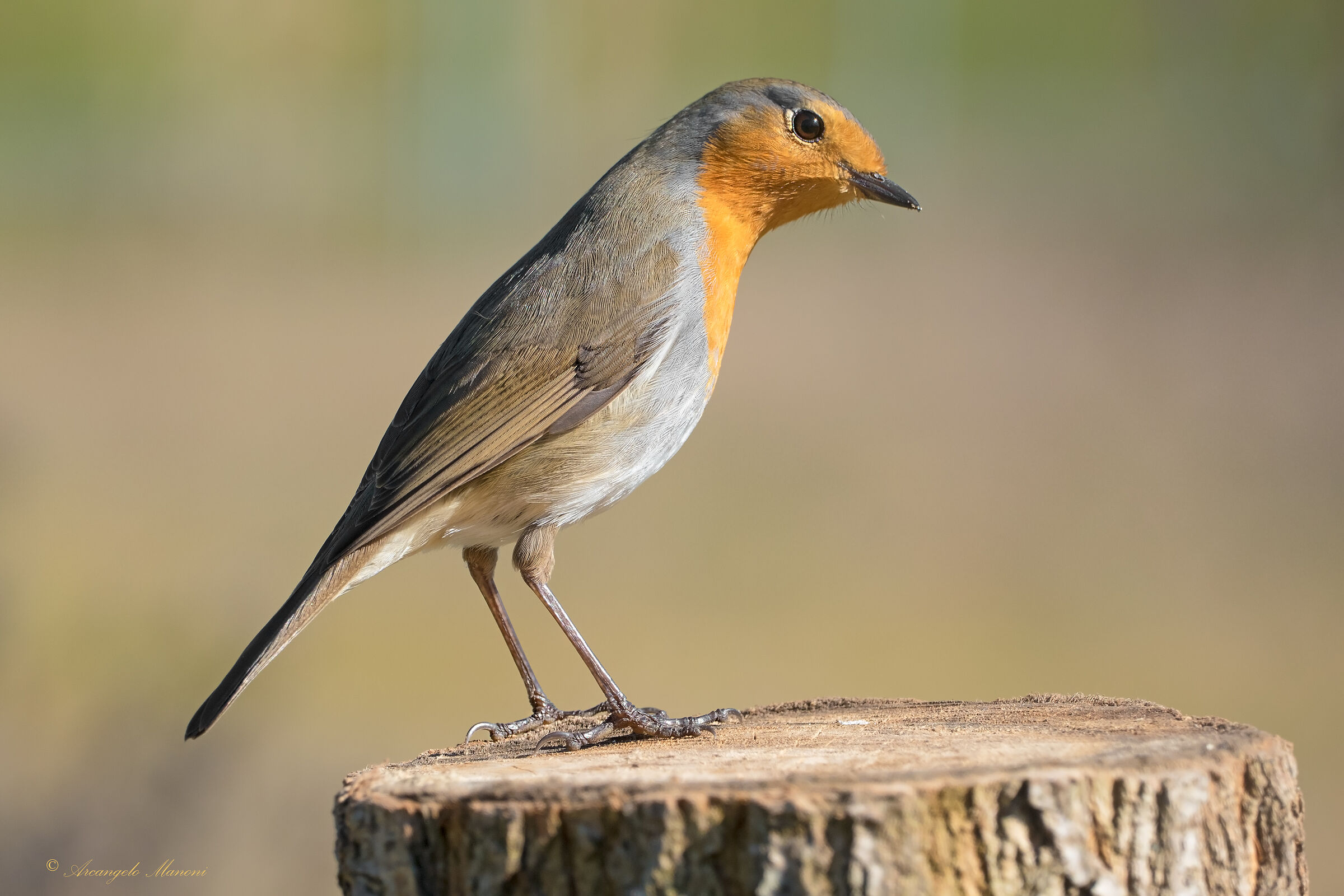 Did you put the camole?