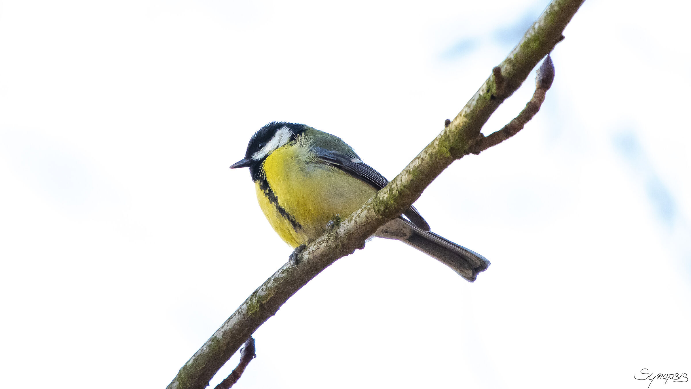 Titmouse