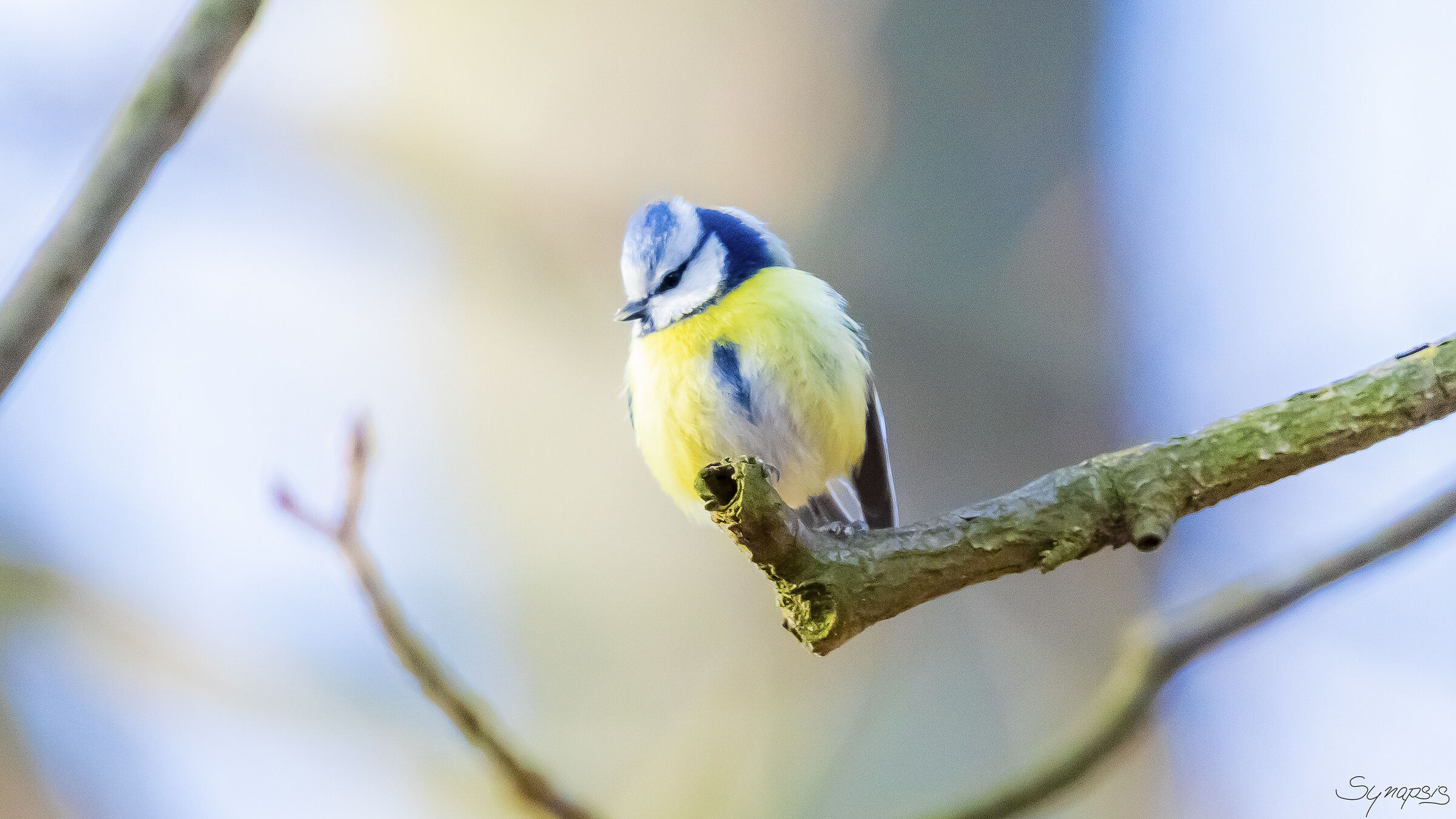 Titmouse