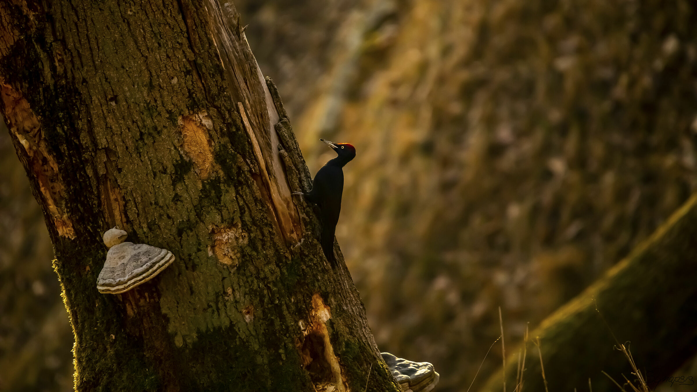 Woodpecker