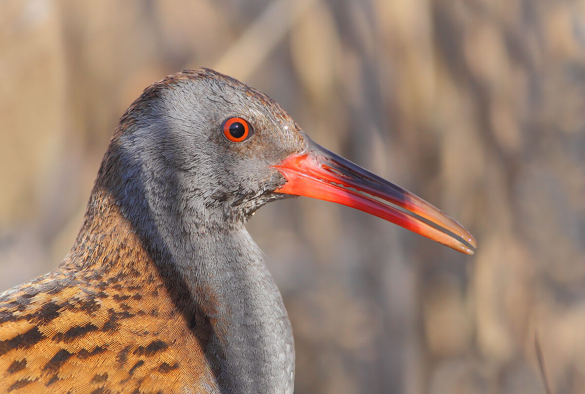 Water Rail