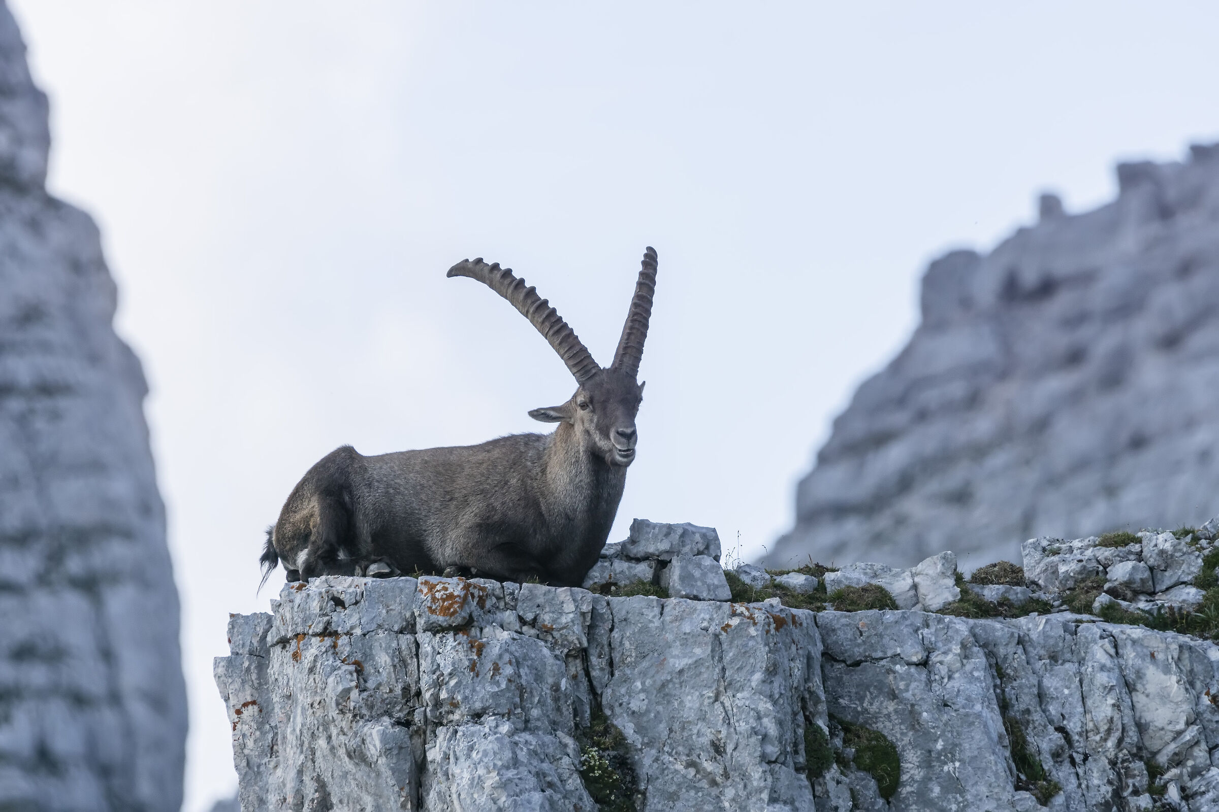 Ibex in Relax