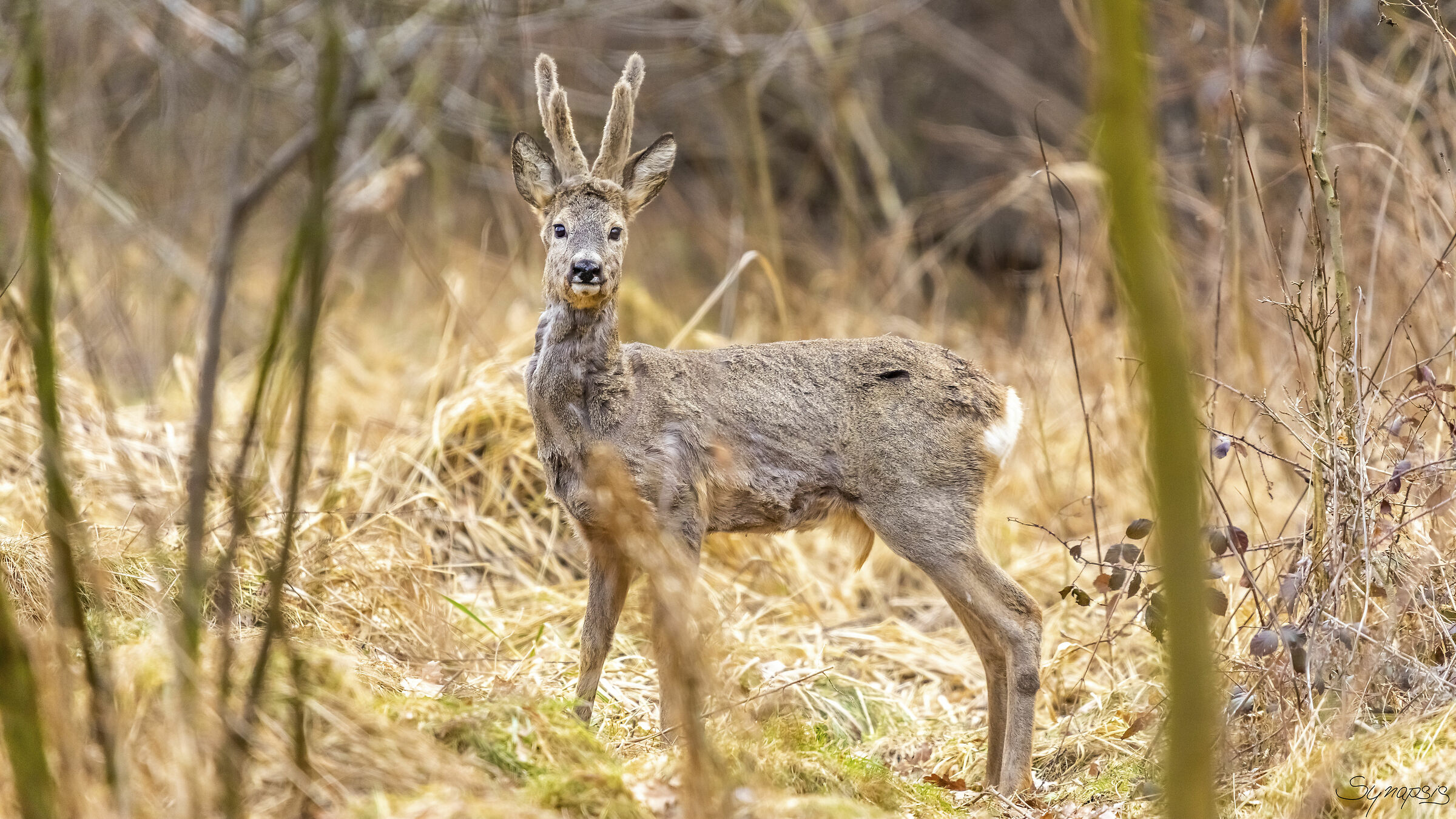 Roe deer