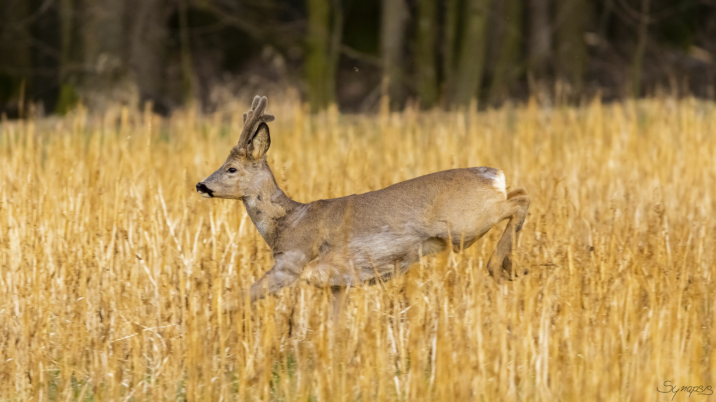 Roe deer