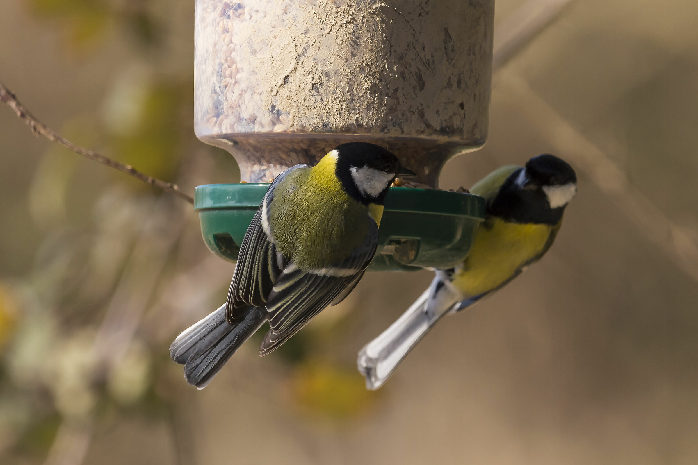 Cinciallegre allo specchio