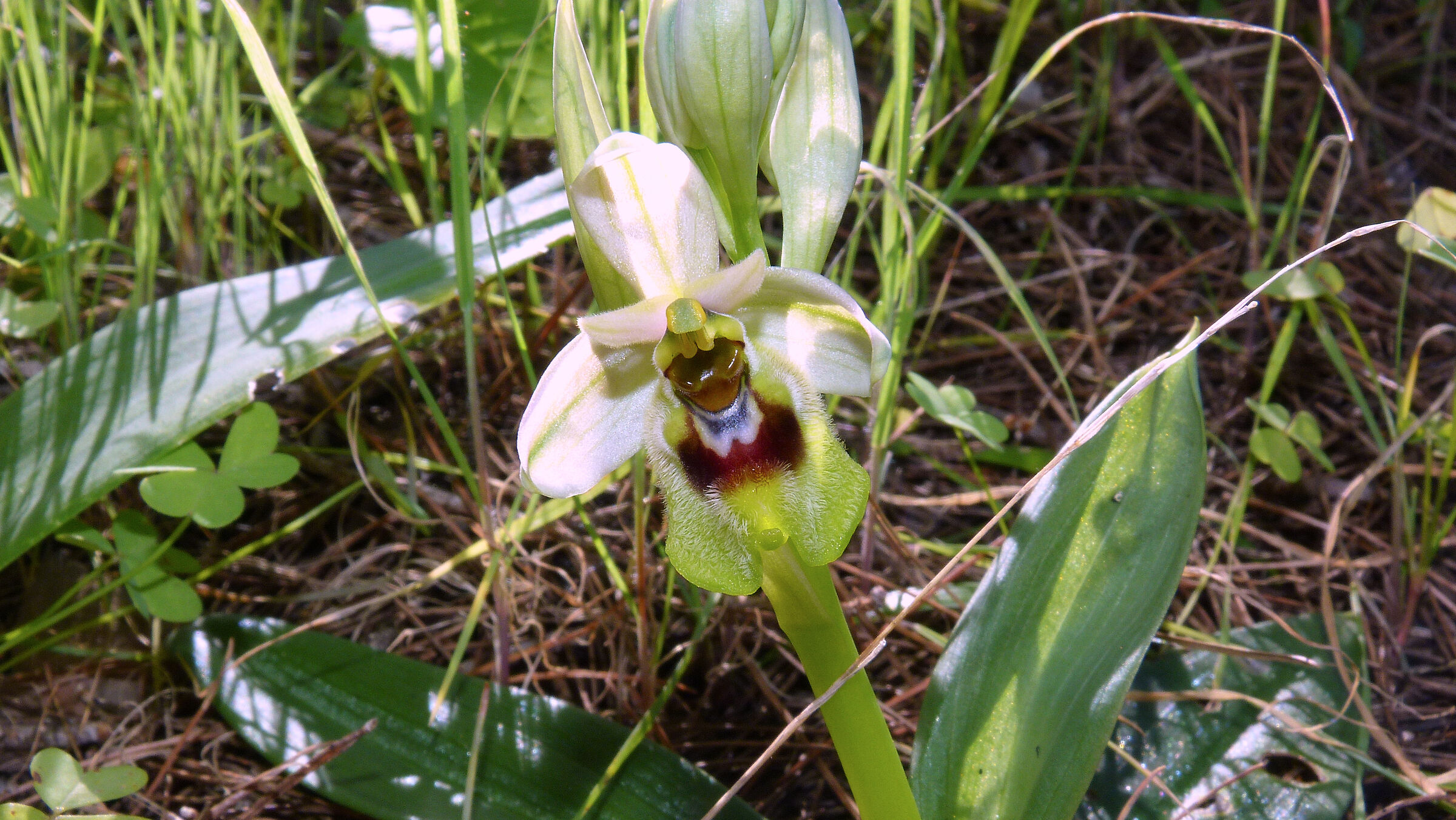 Ophrys Ophrys