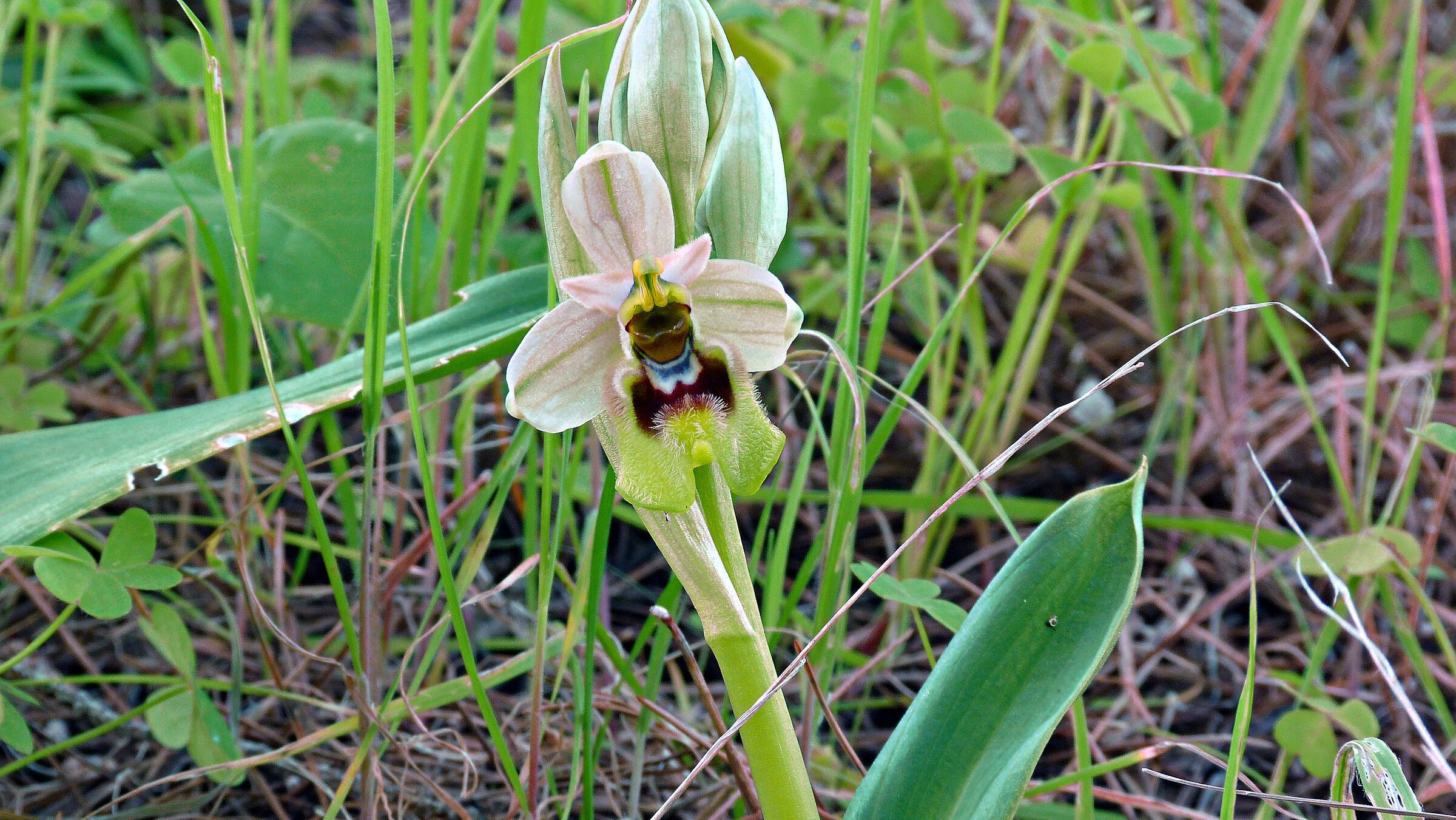 Ophrys Ophrys