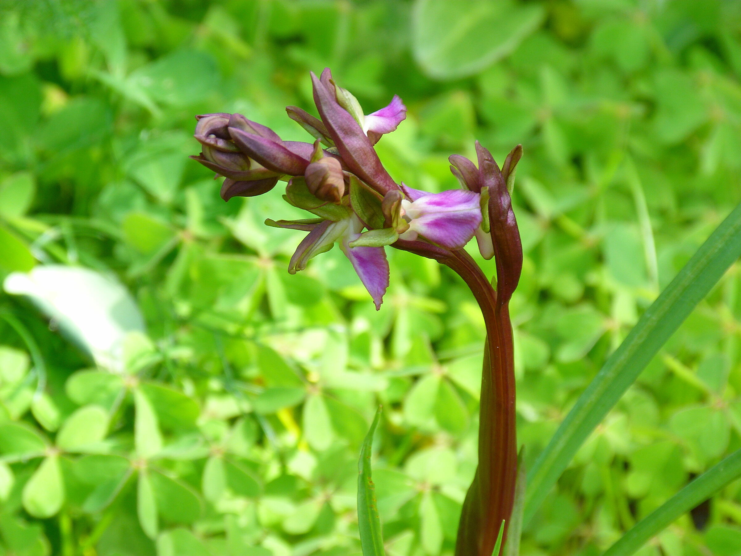 Wild Orchid.........