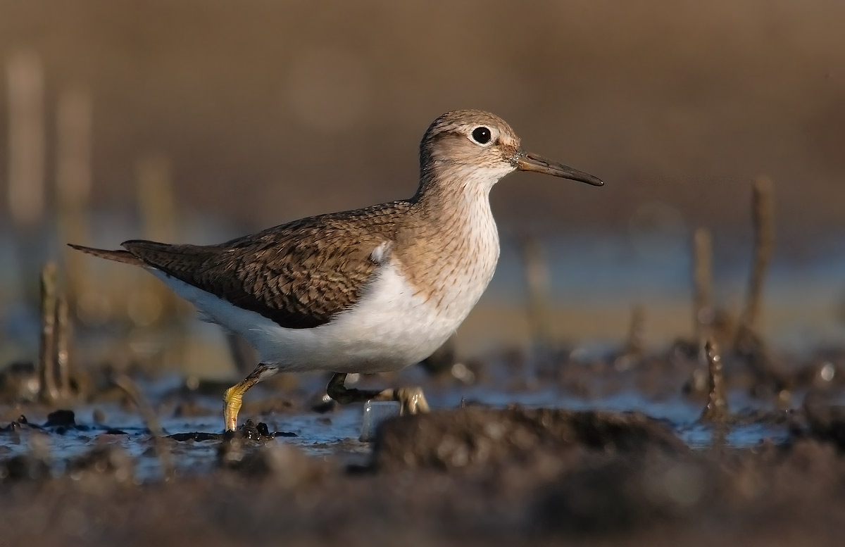 sandpiper