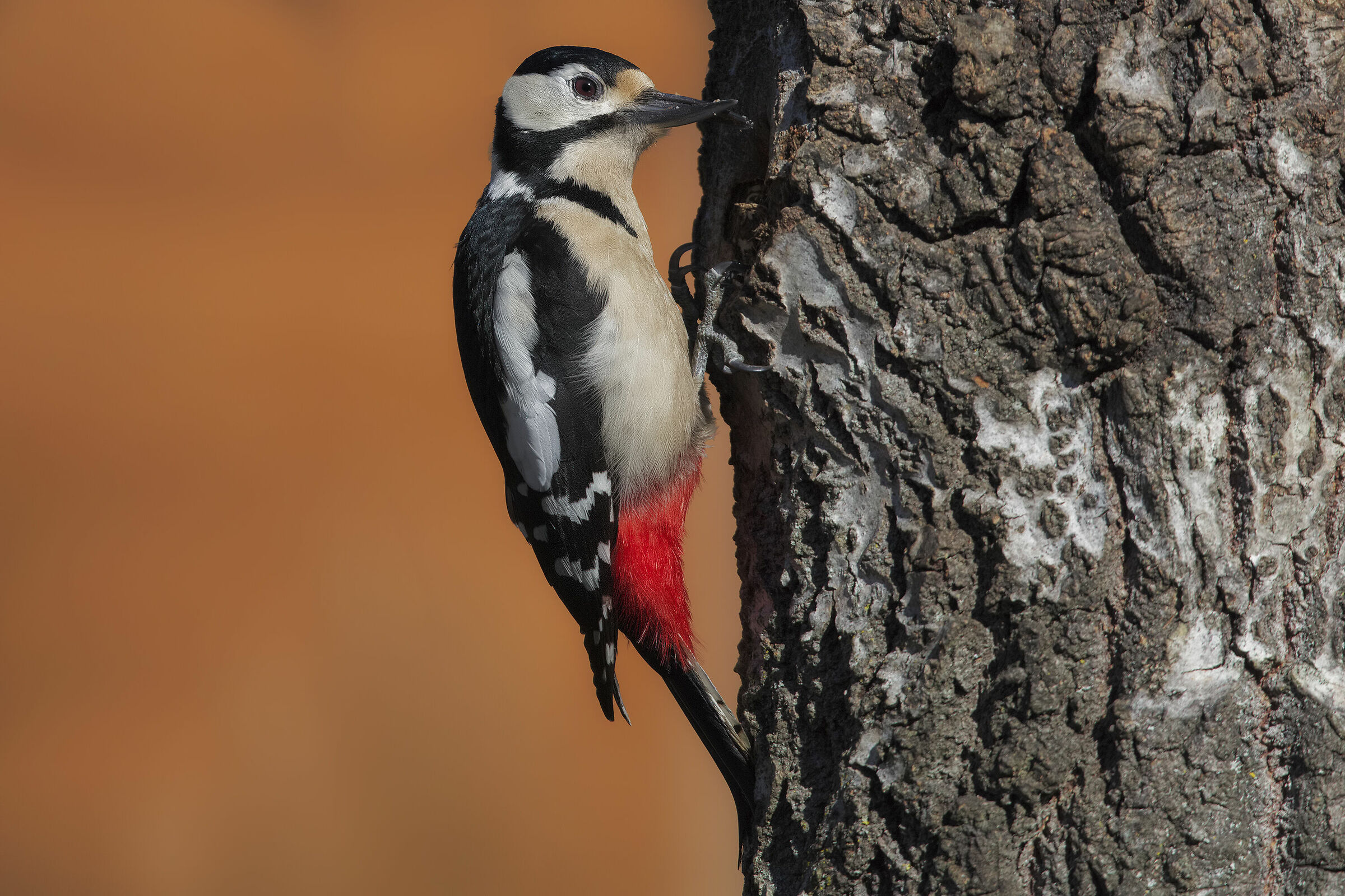 picchio rosso maggiore difettoso