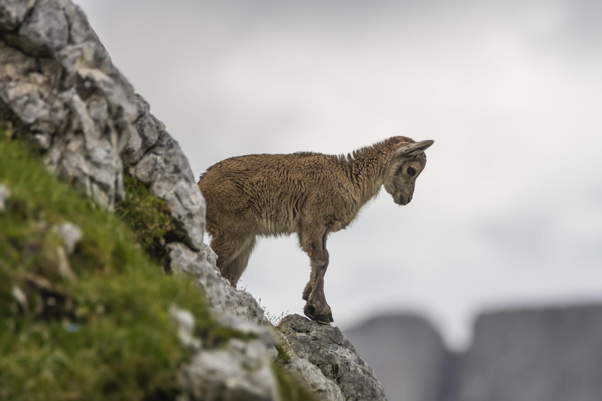 Young Ibex