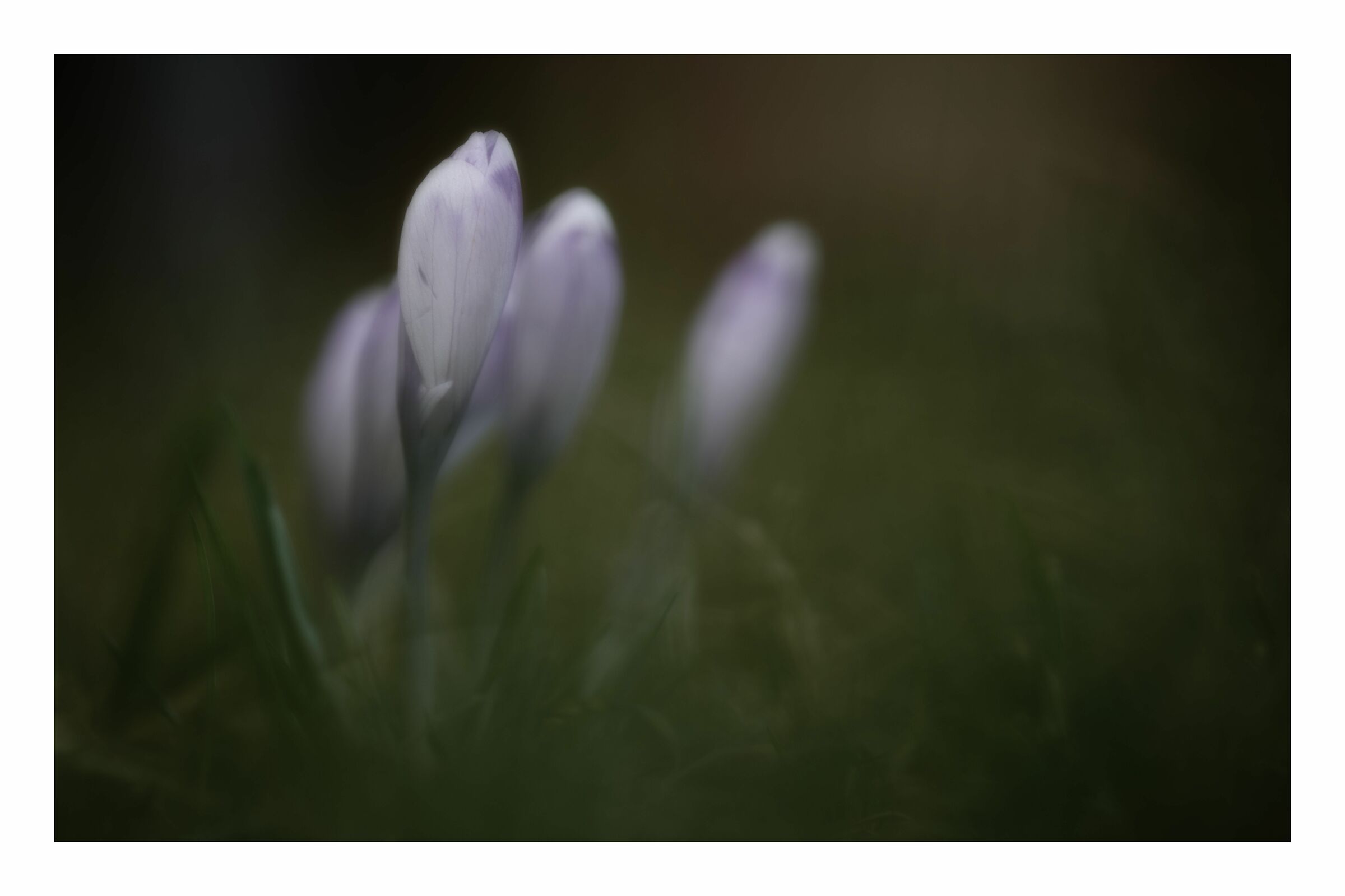 Crocus