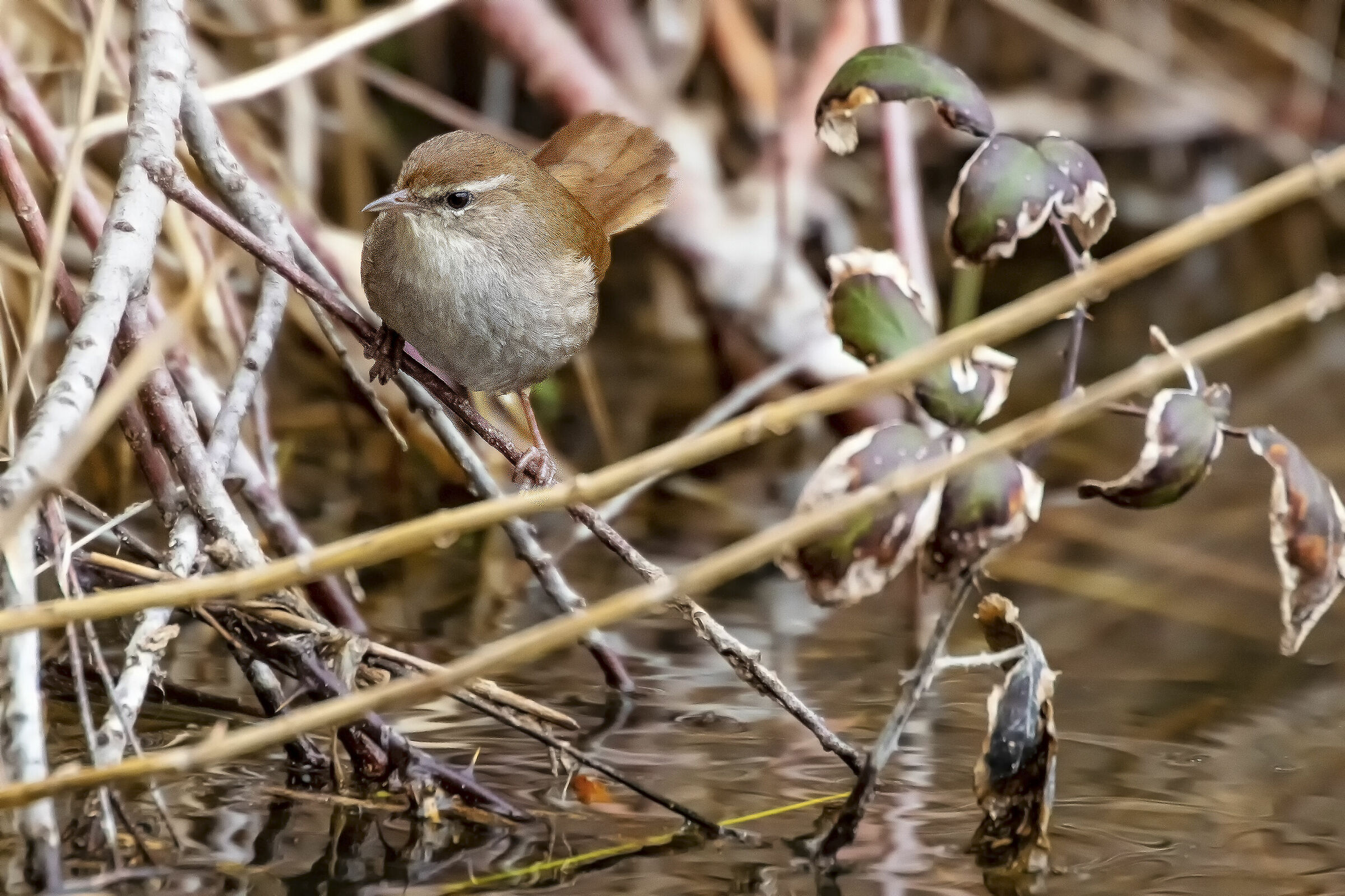 River Nightingale