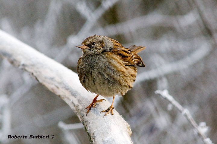 Dunnock