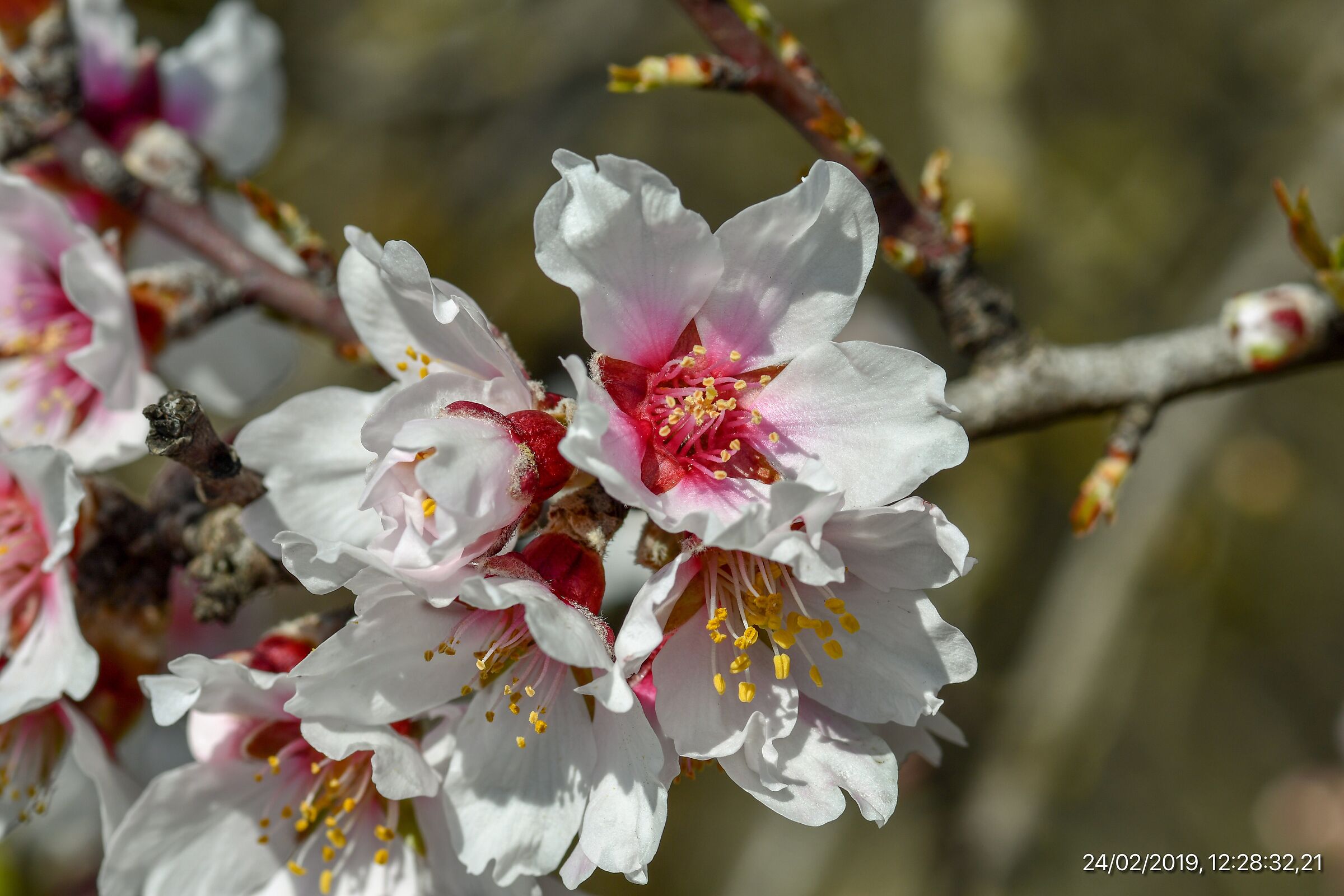 Wild Almond Flower