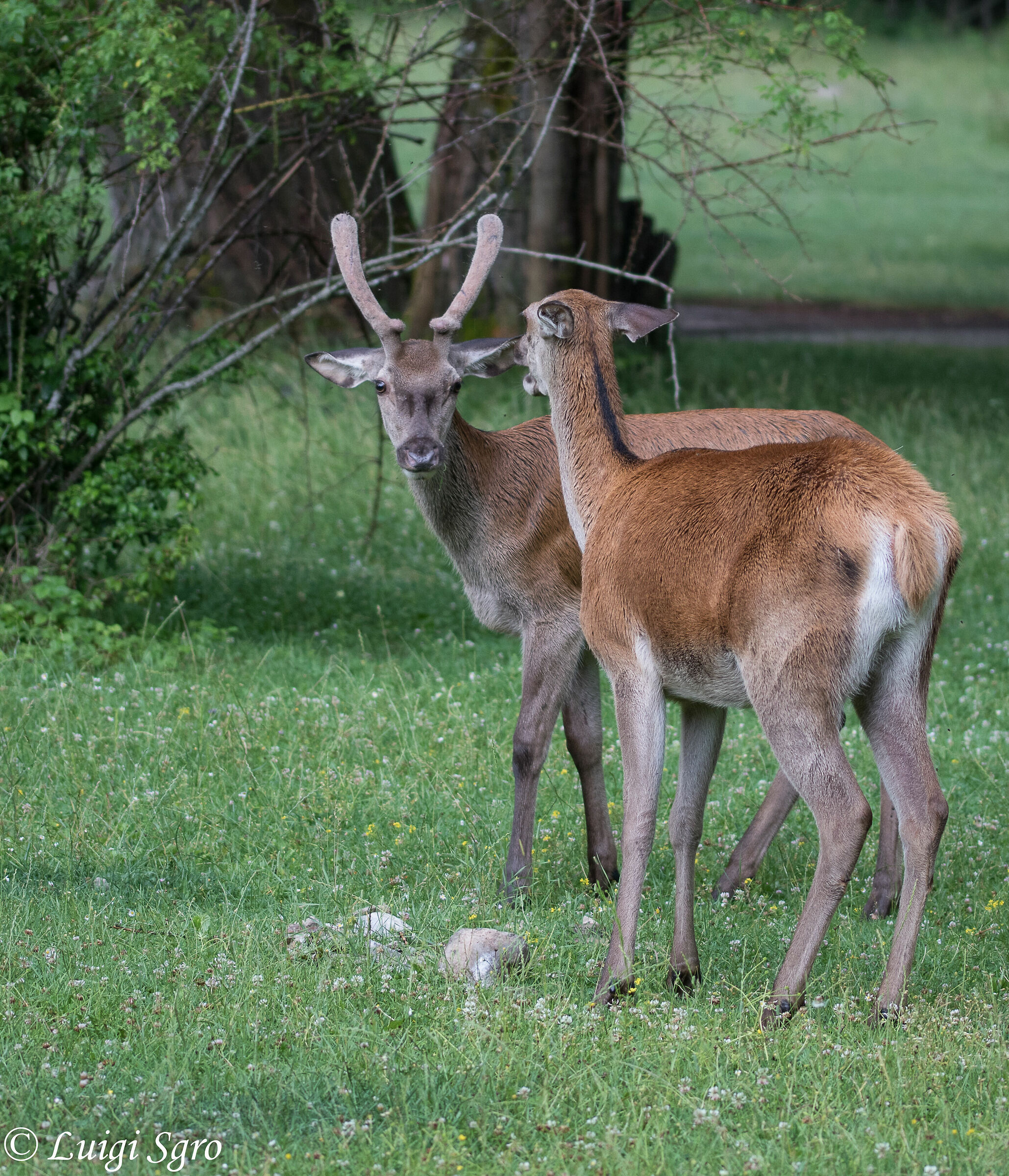 Couple of young Deer
