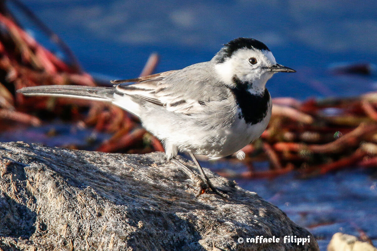 Ballerina bianca - Lago di Viverone - Biellese