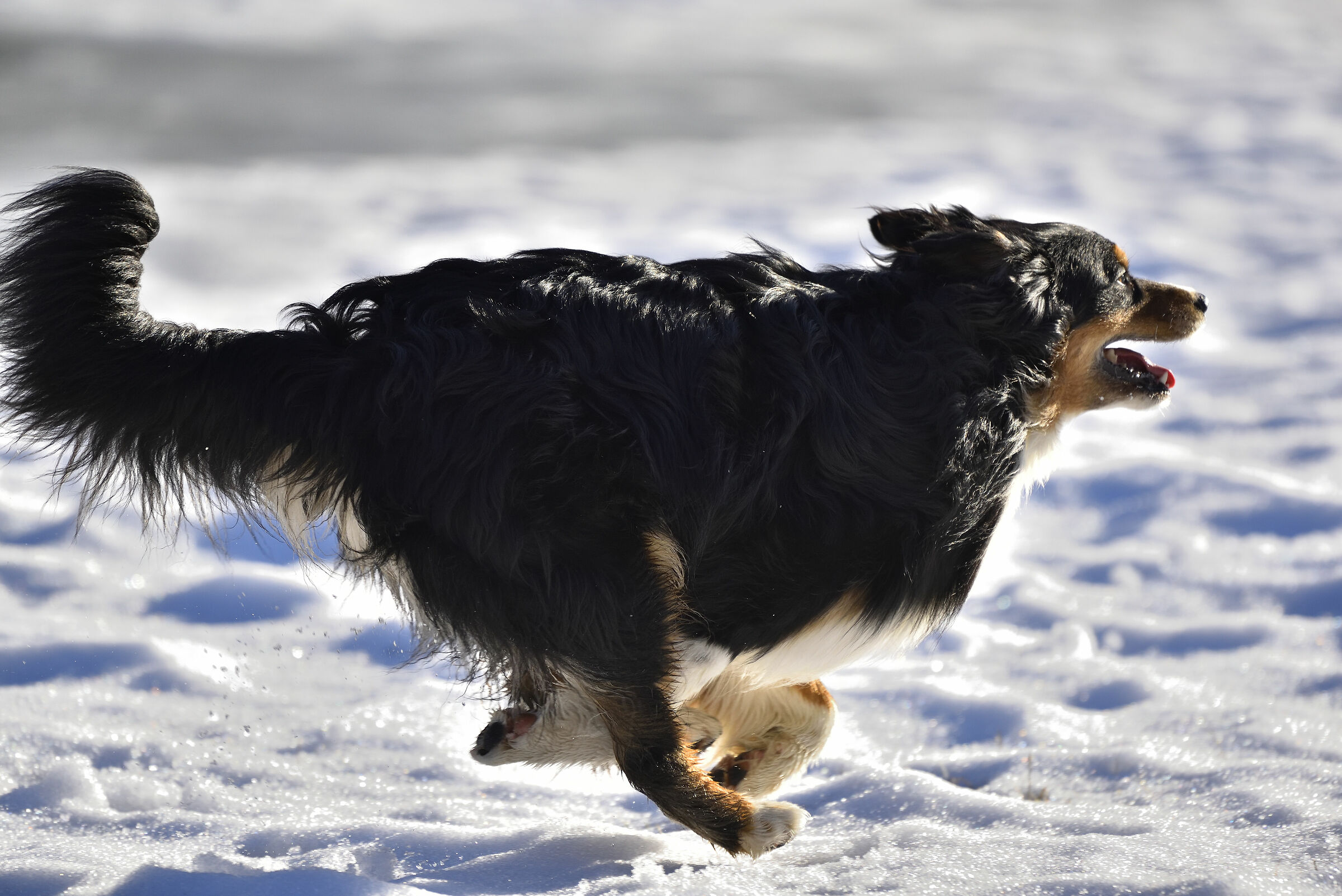 galoppo perfetto !!!!!!