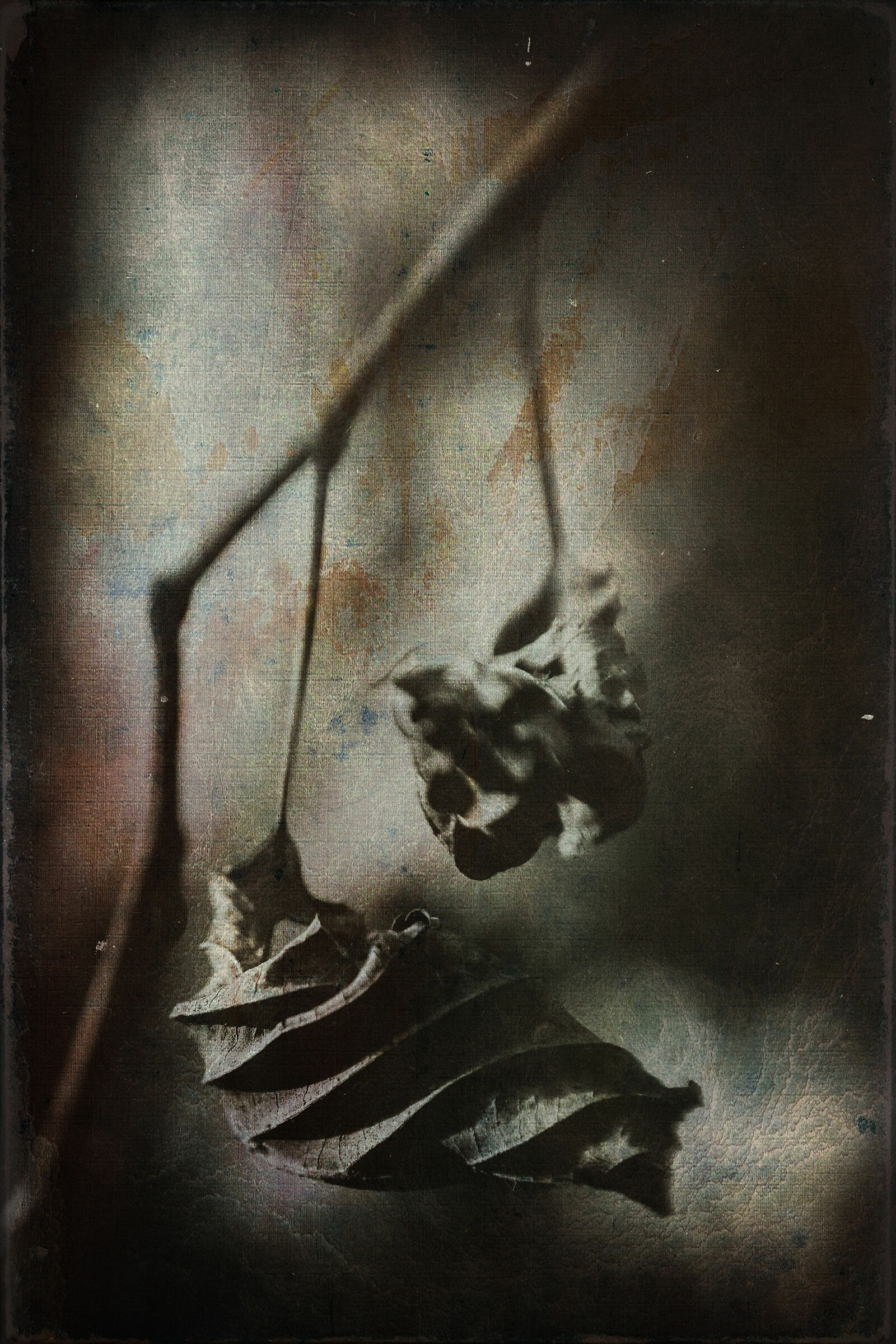 Yesterday We stood In our decadent decay