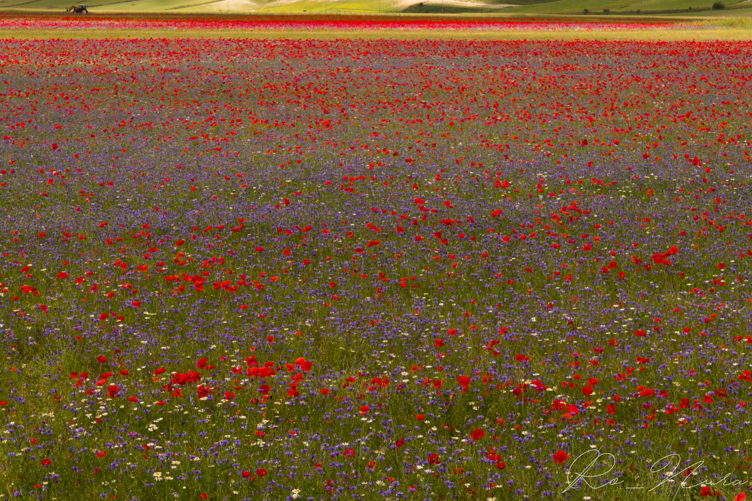 se Monet avesse saputo di Castelluccio....