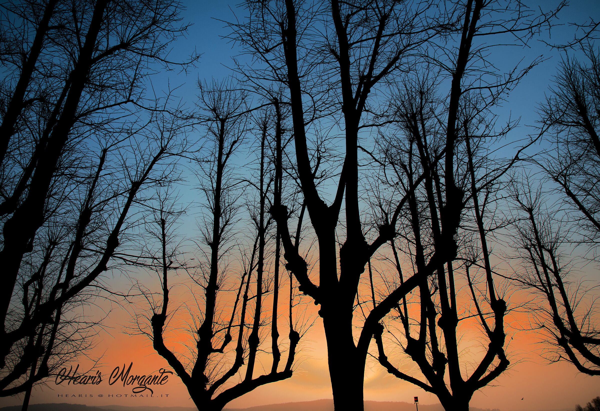 Trees at dawn