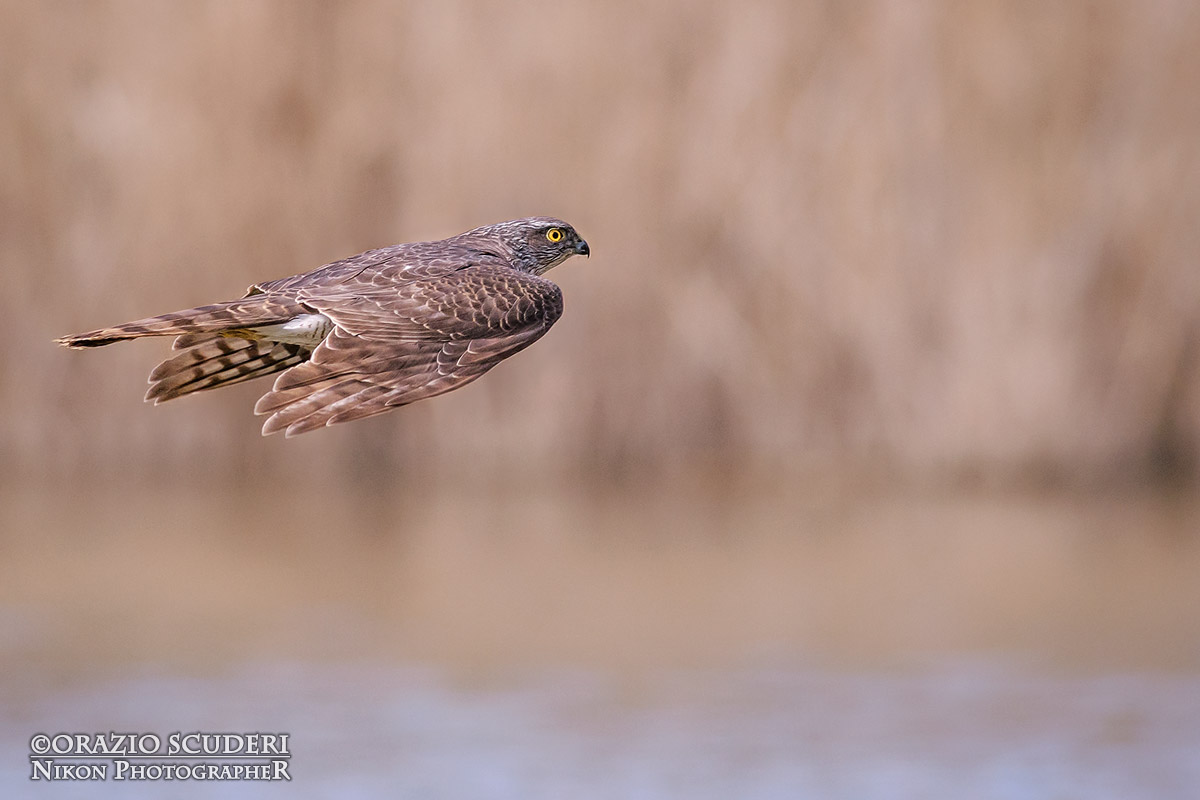 Accipiter nisus
