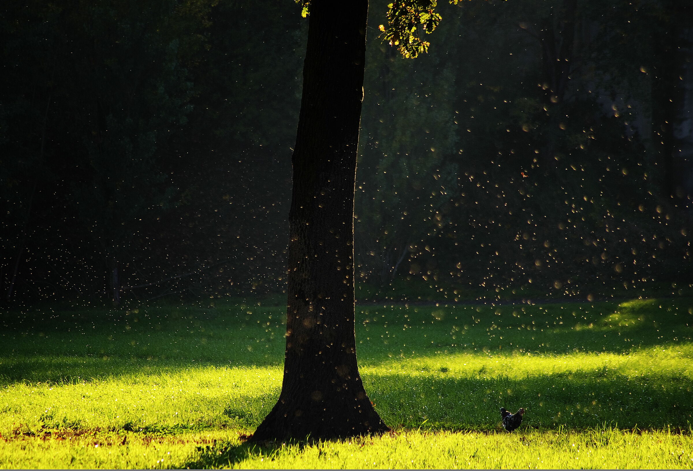 Filo di luce sull'albero e pulviscolo nell'aria