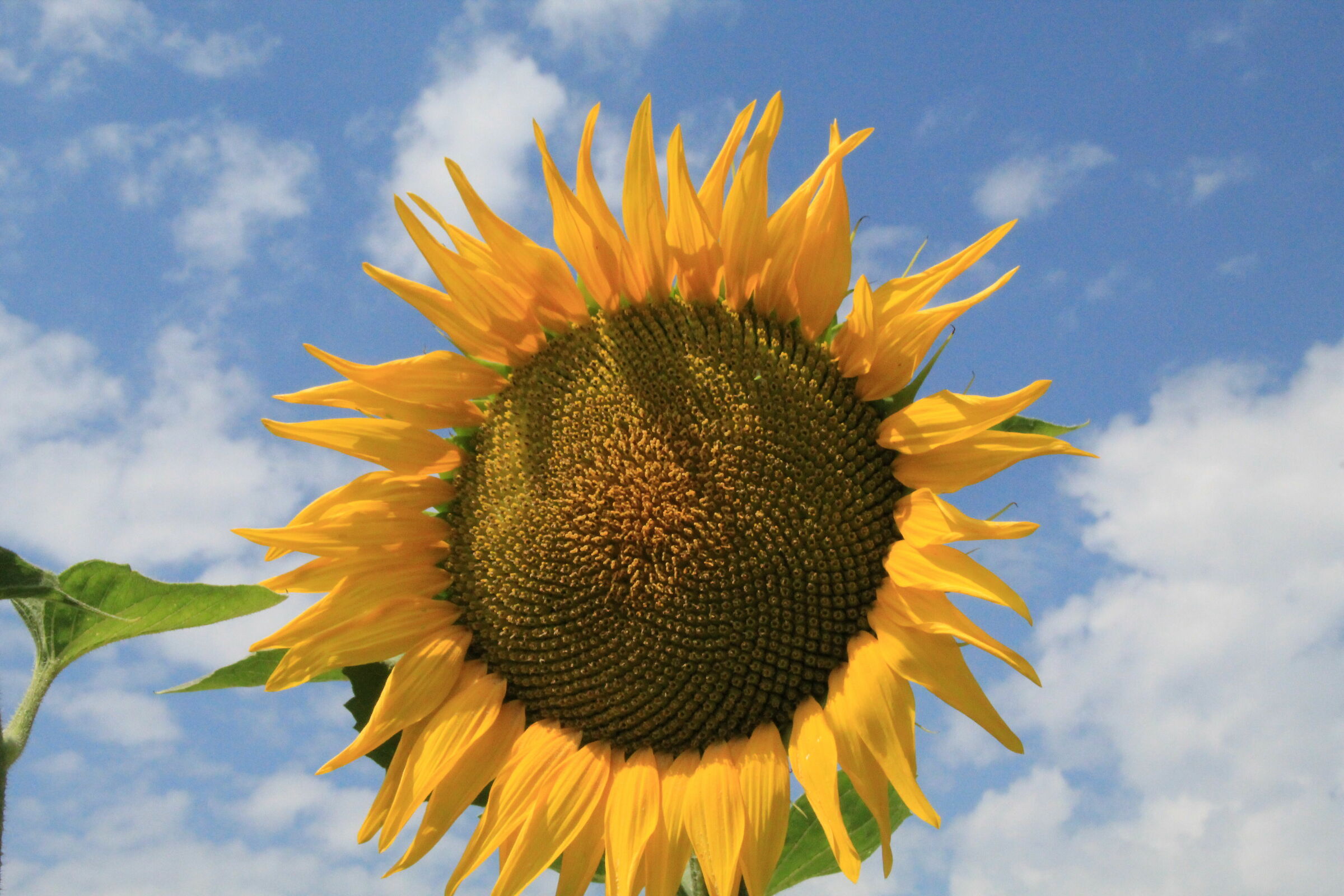 girasoli