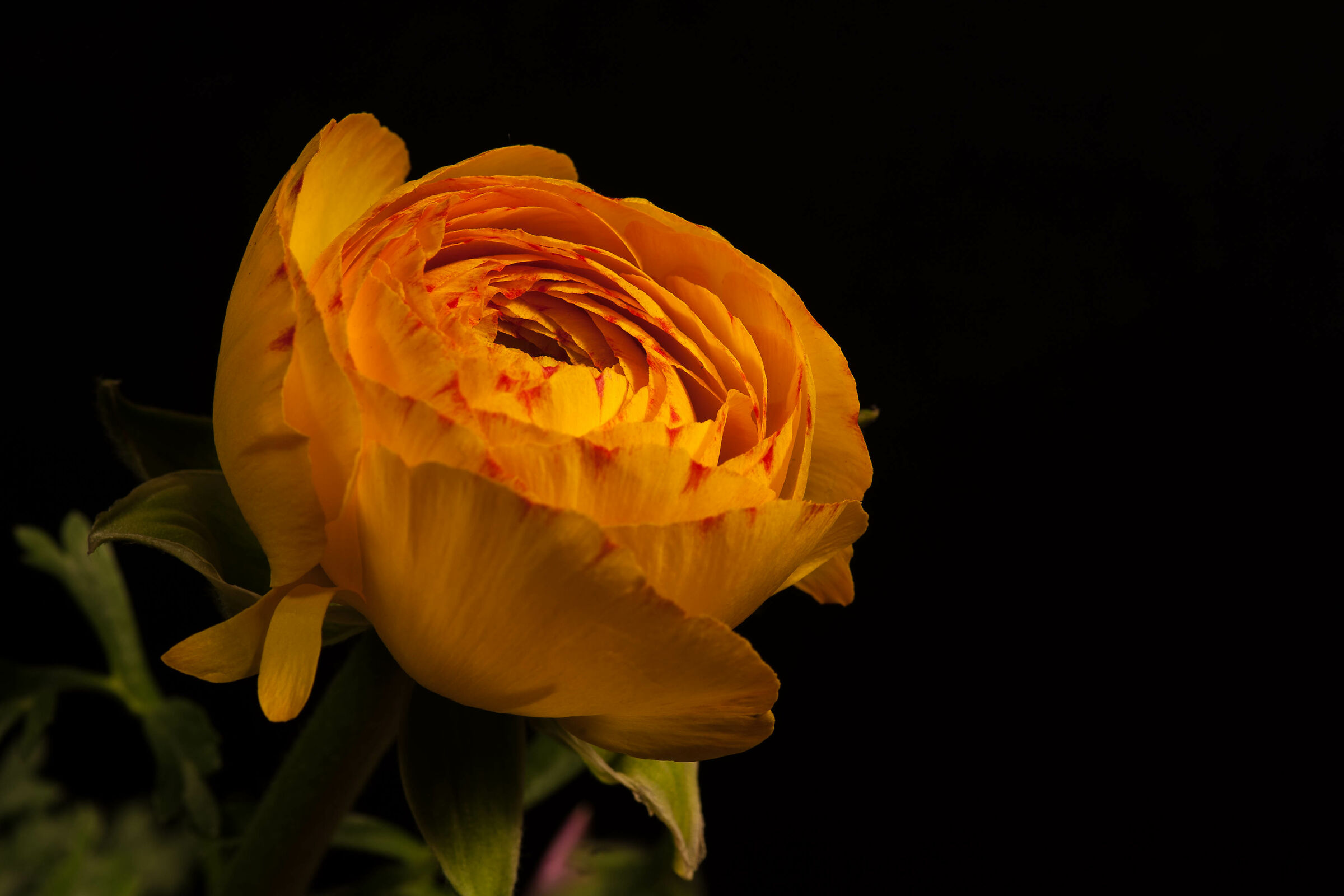 Yellow buttercup with red streaks