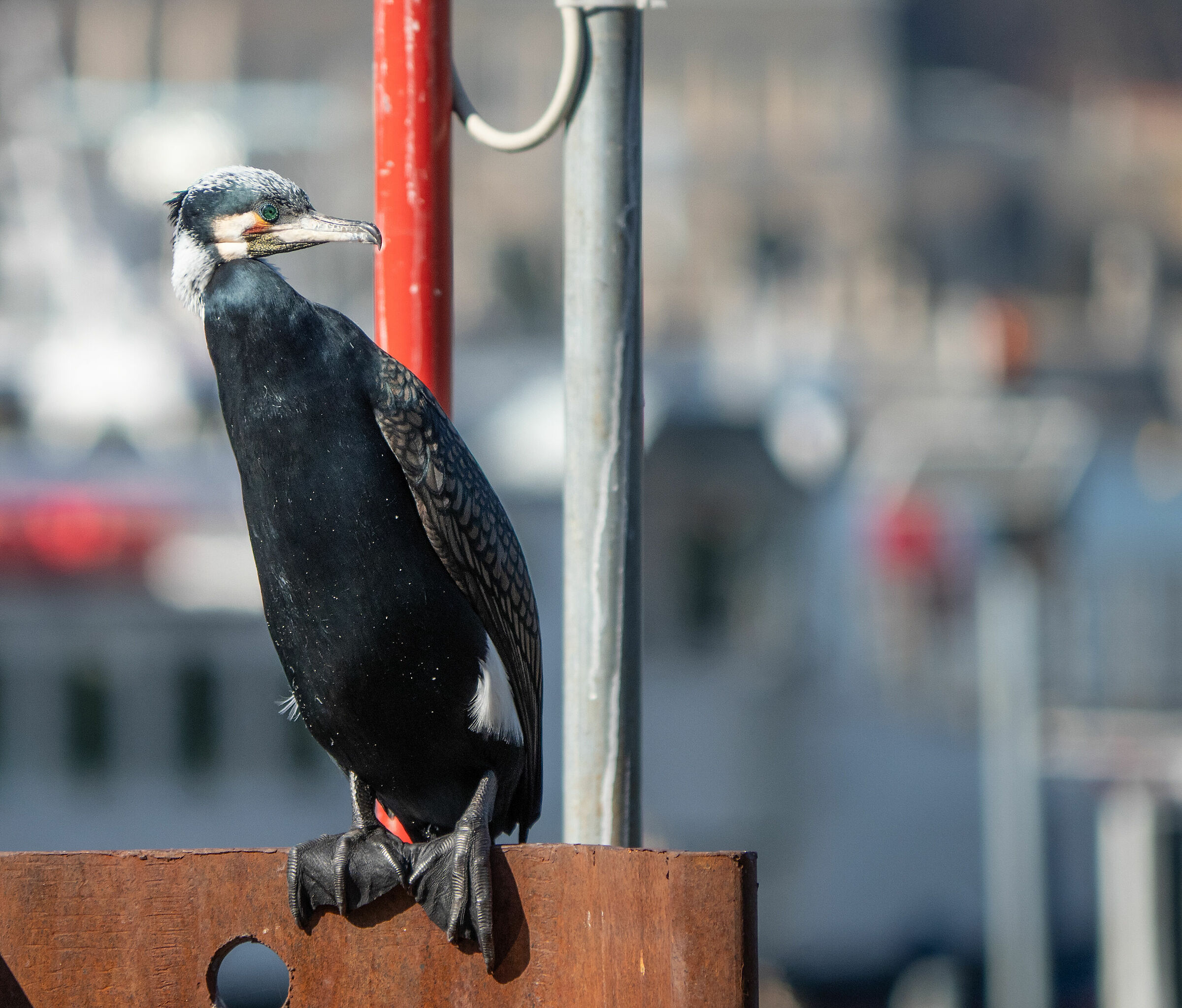 Cormorant