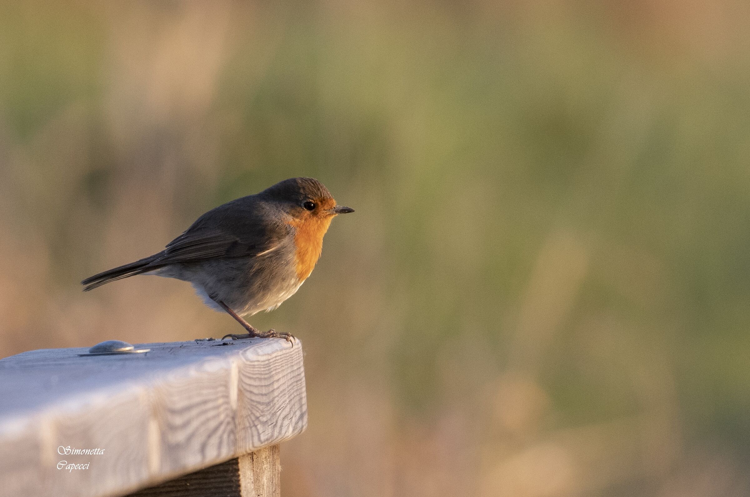 Ultimo raggio di sole.
