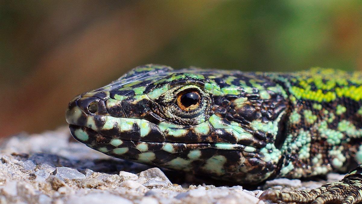 Segnali di primavera