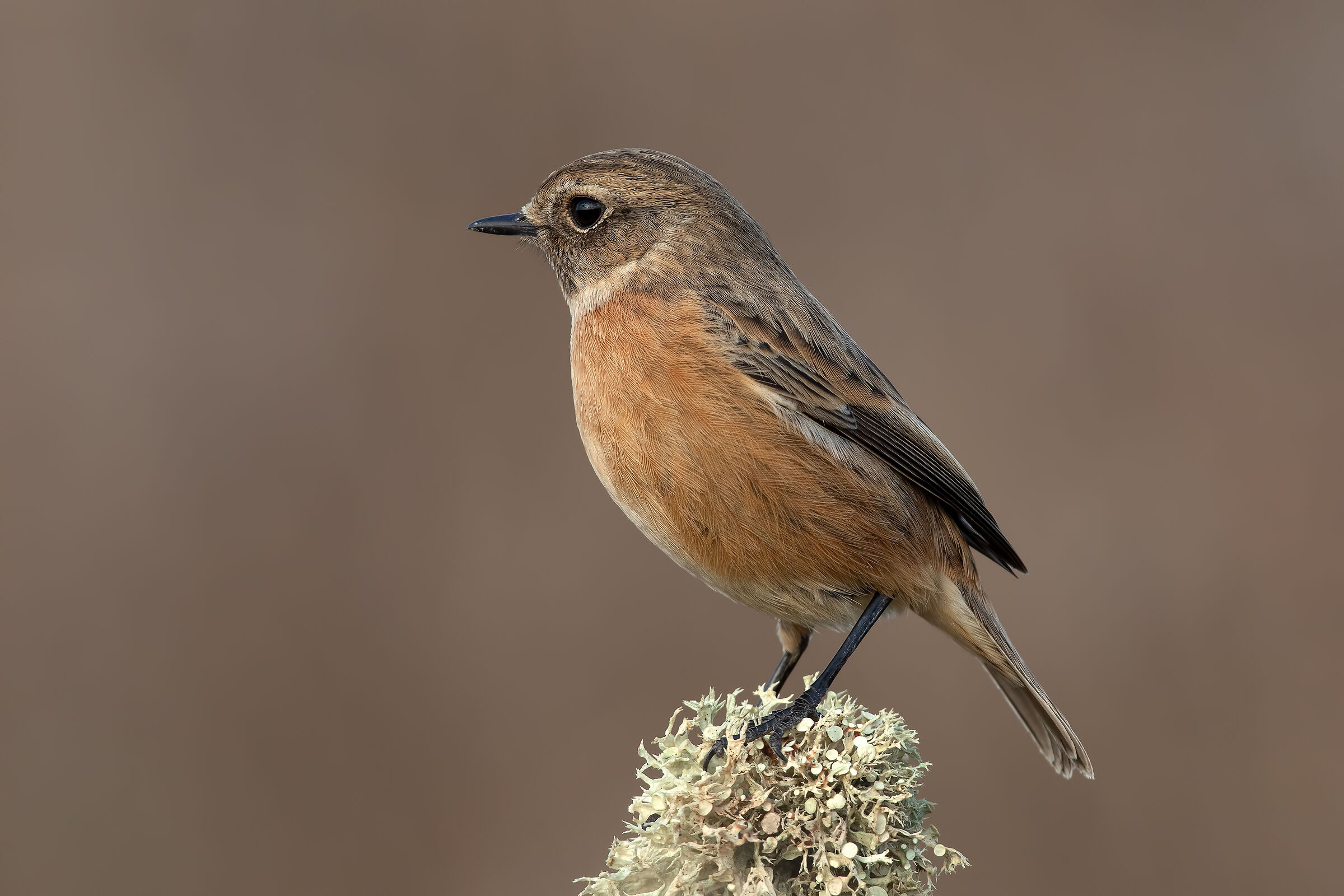 Saltimpalo-European Stonechat