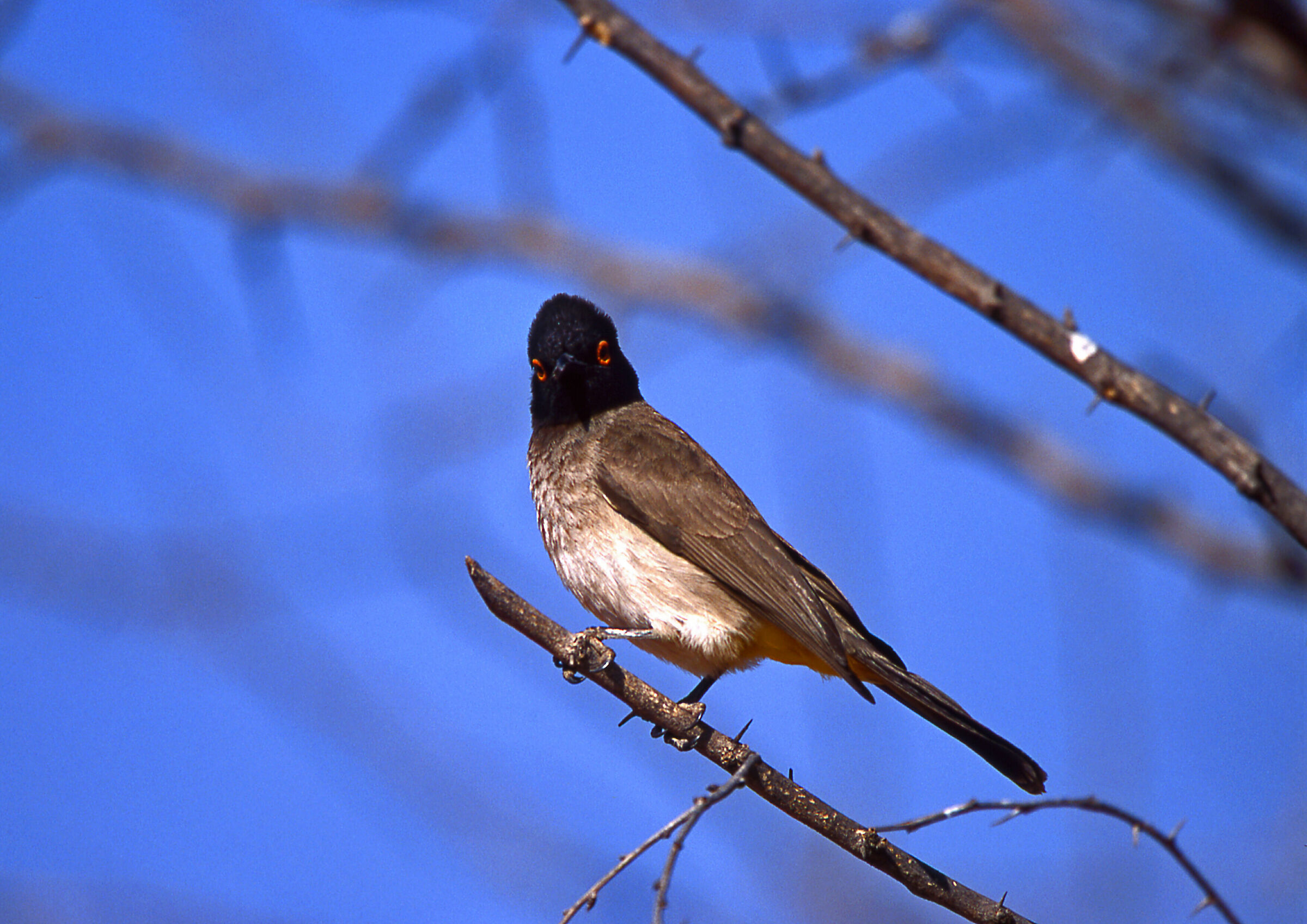 African Red-eyed Bulbul