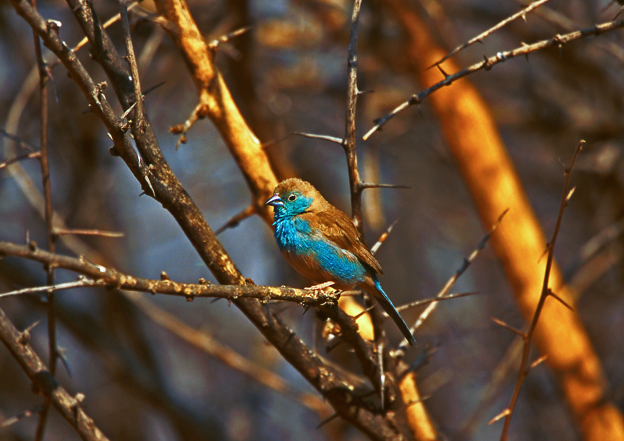 Blue Waxbill