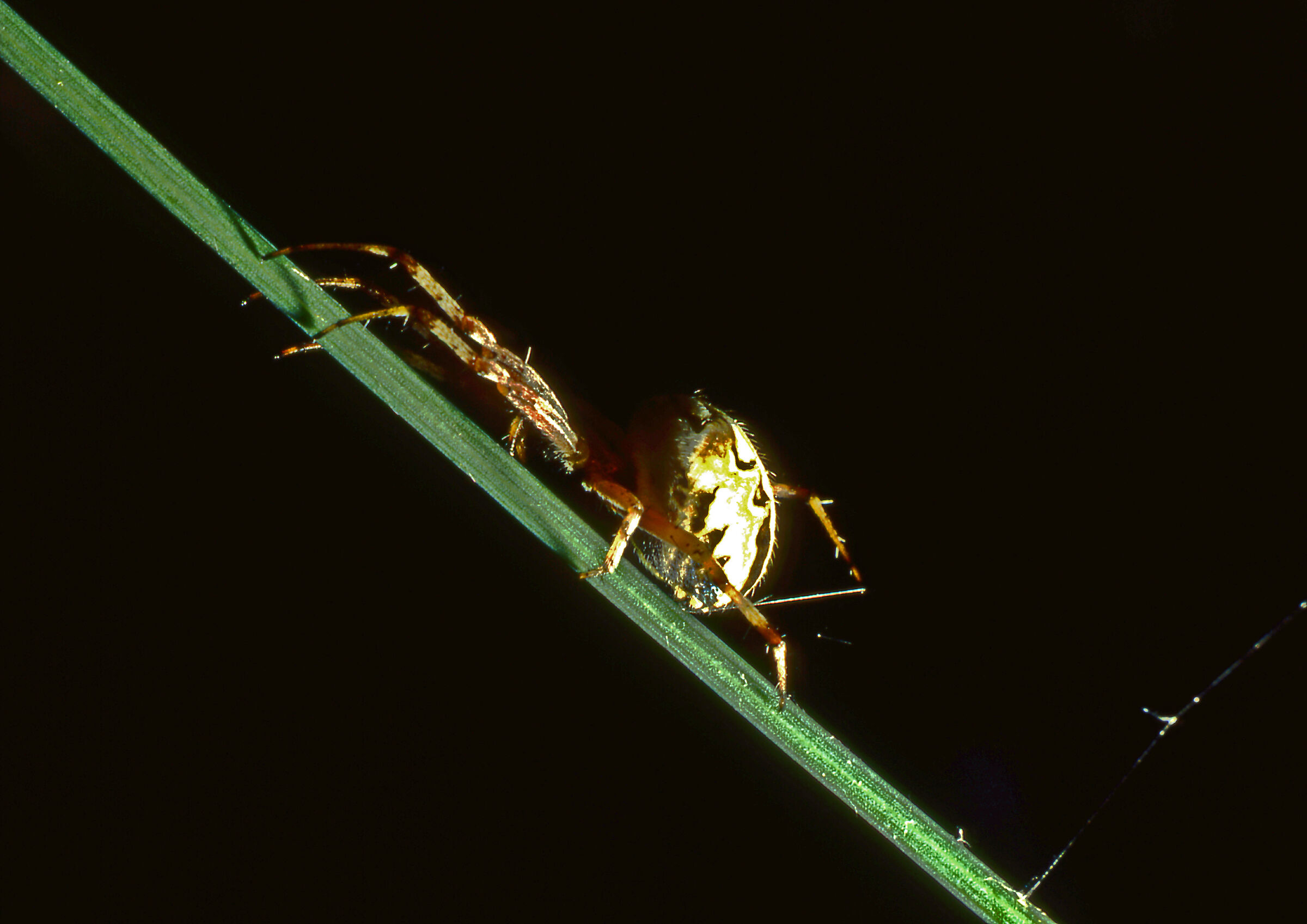 Between Lights and shadows