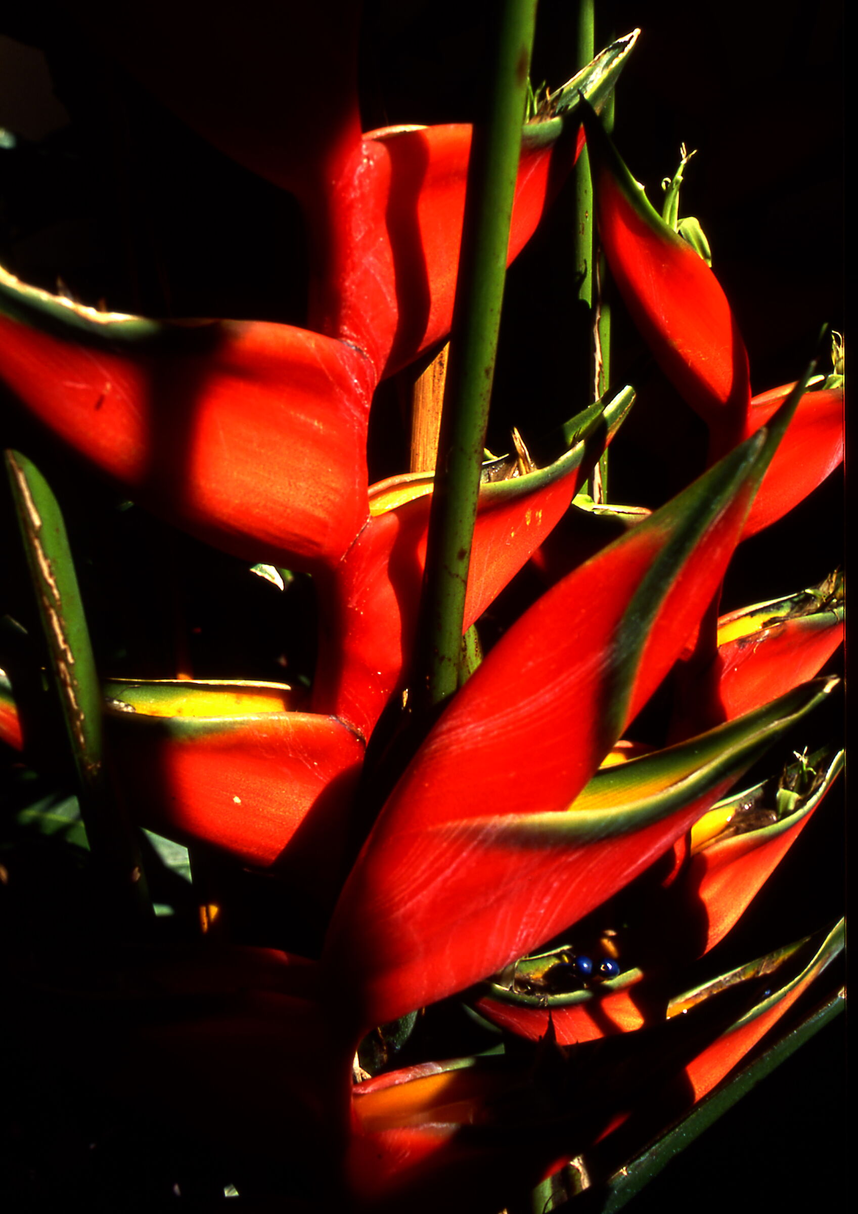 Heliconie Costa Rica