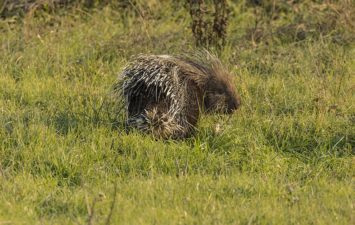 Hedgehog