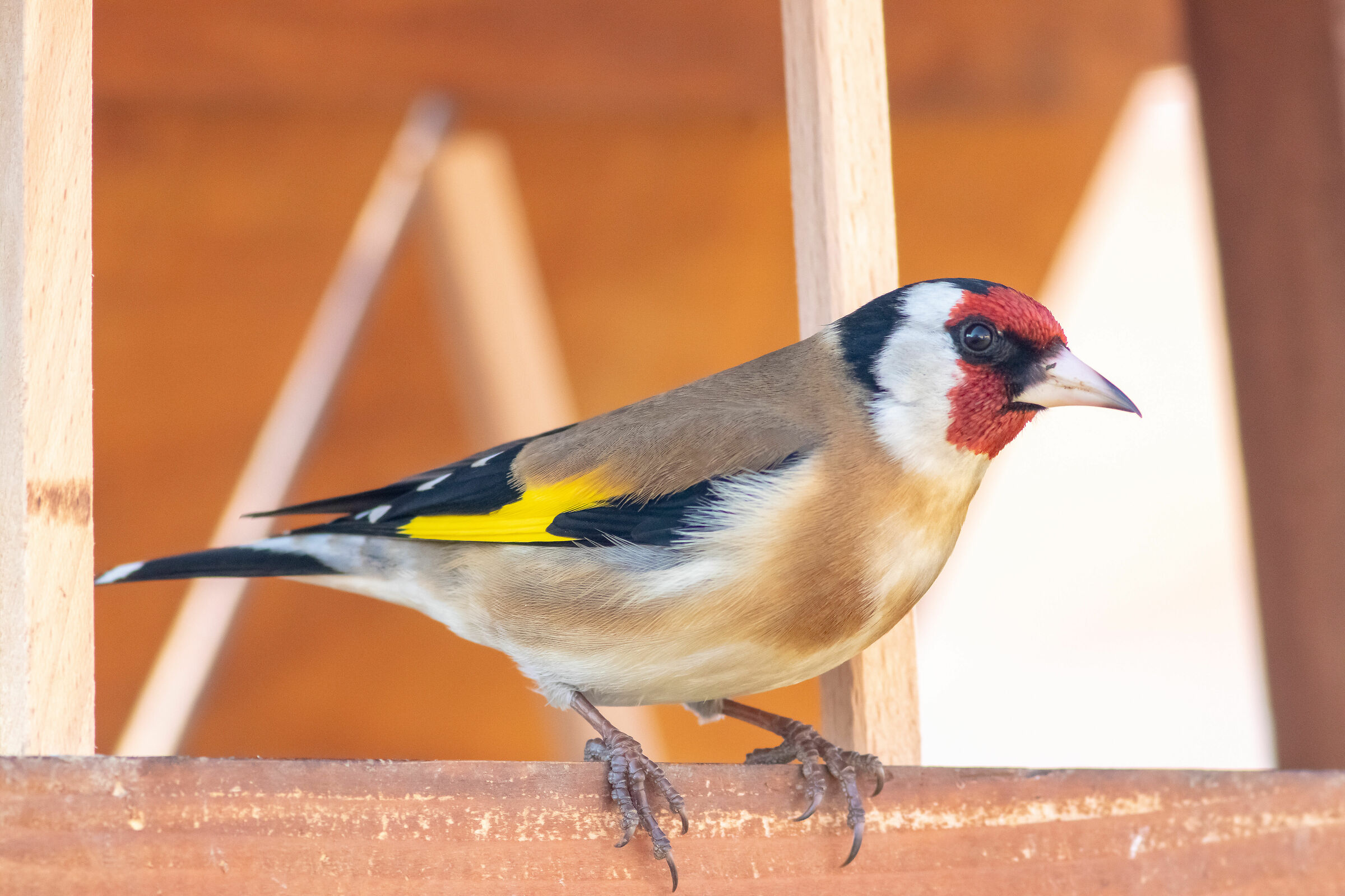 Goldfinch