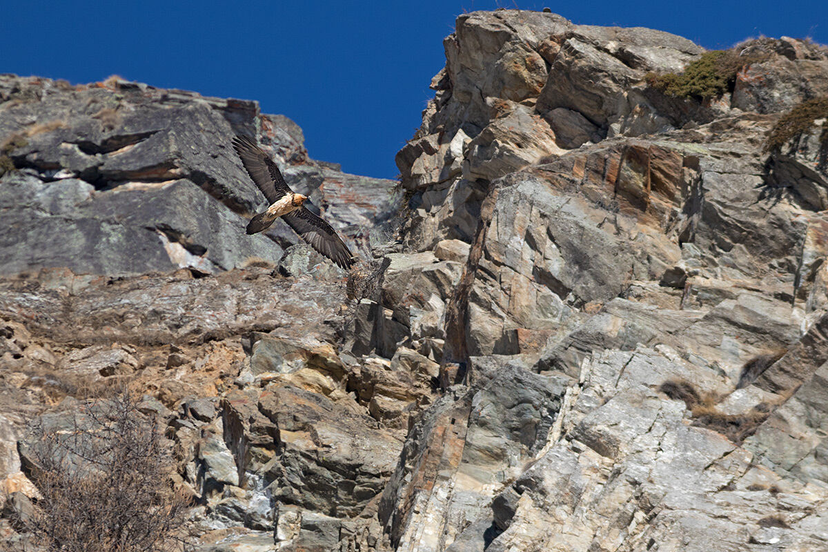 Gipeto nel suo ambiente