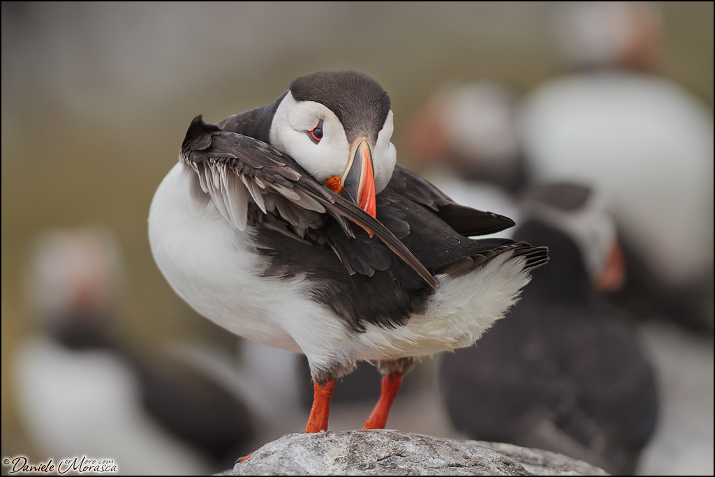 Atlantic Puffin (Fratercula arctica)