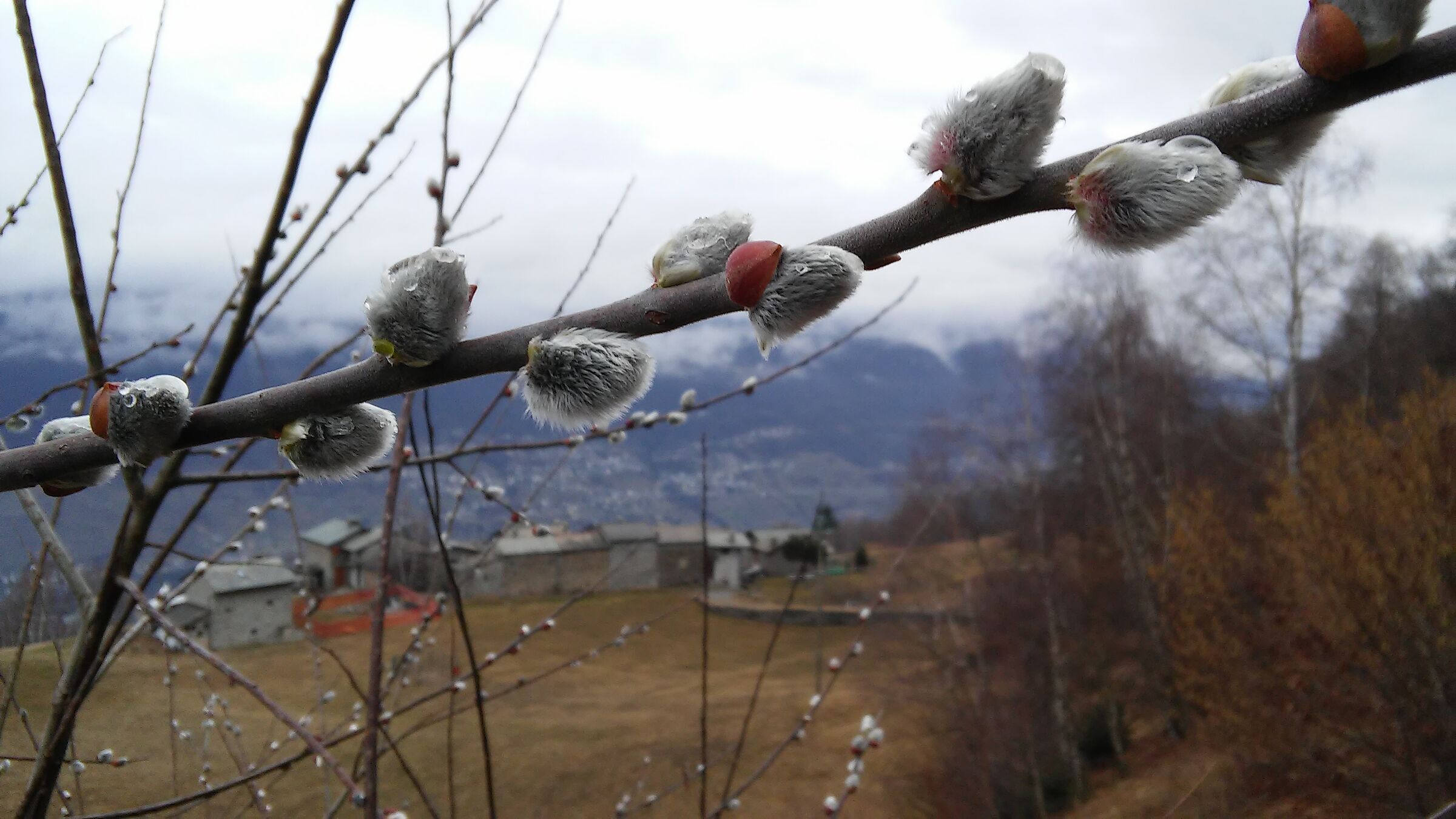 segnali di primavera